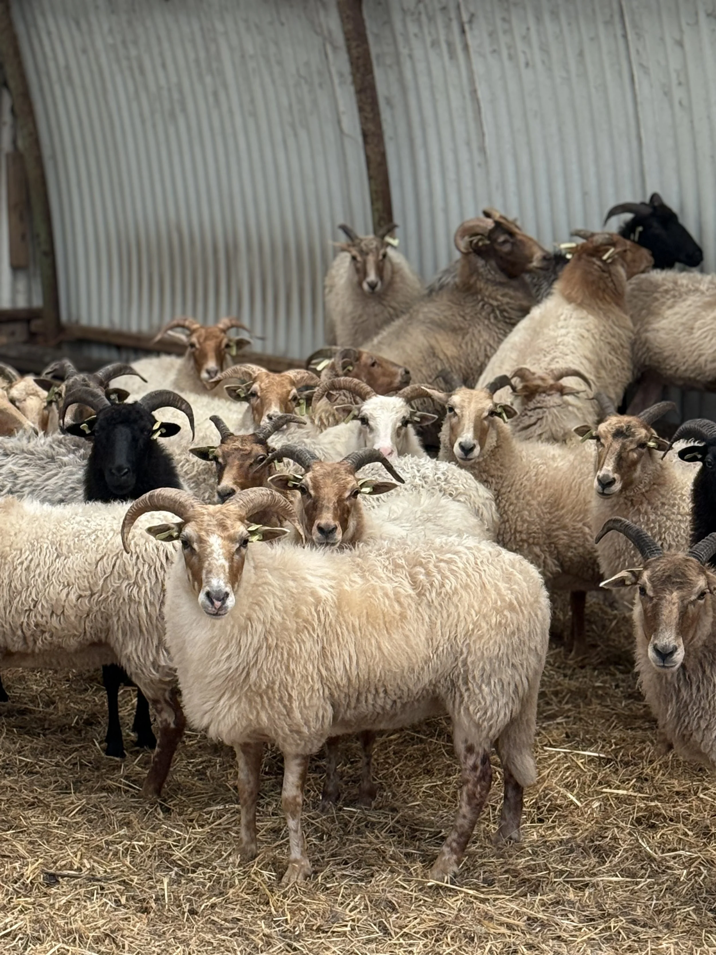 A group of sheep and goats in a barn with a dirt and straw floor and a metal wall in the background.