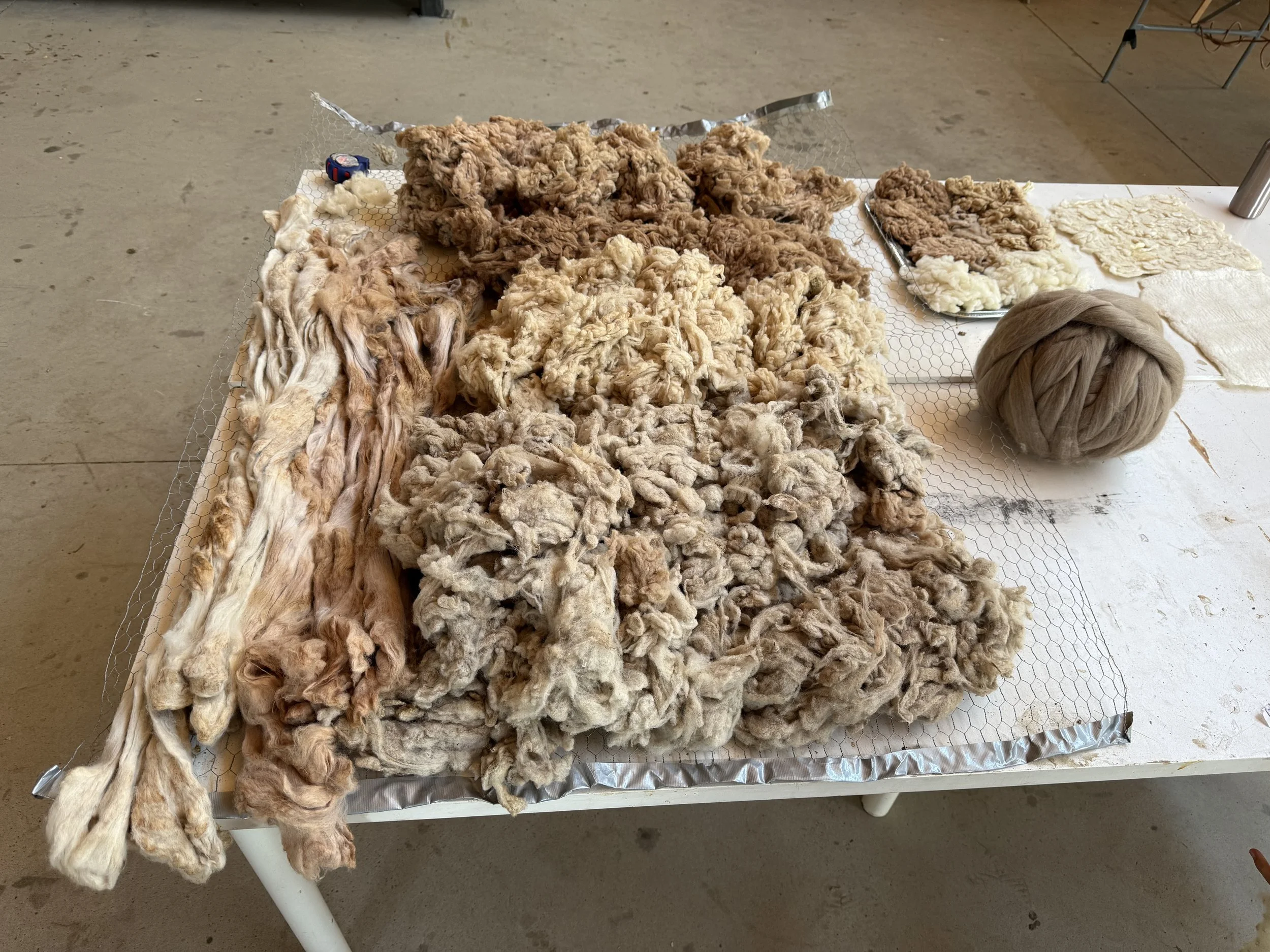 Table covered with various processed wool fibers in multiple shades of cream and brown.