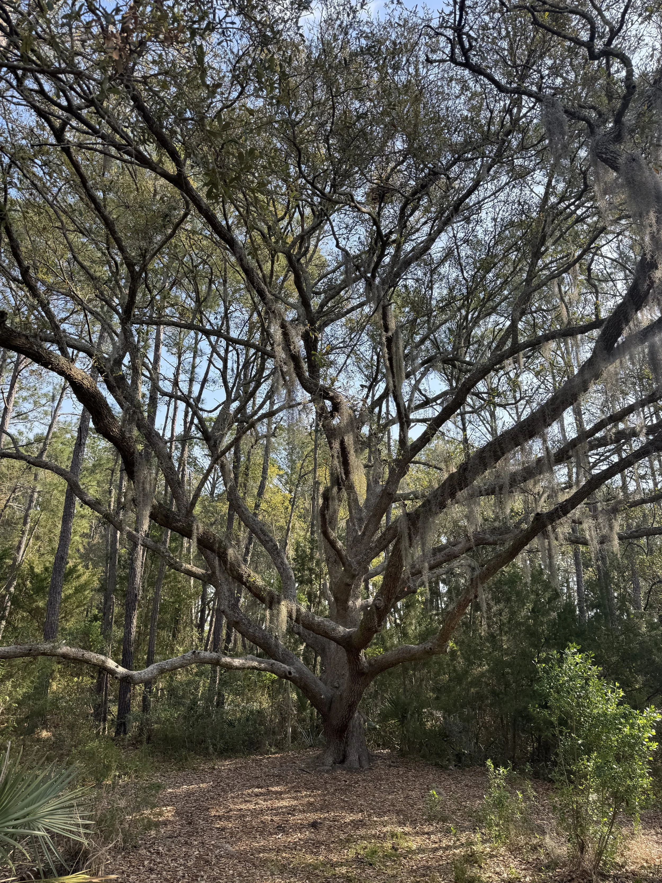 A large, sprawling tree with moss hanging from its branches in a wooded area.