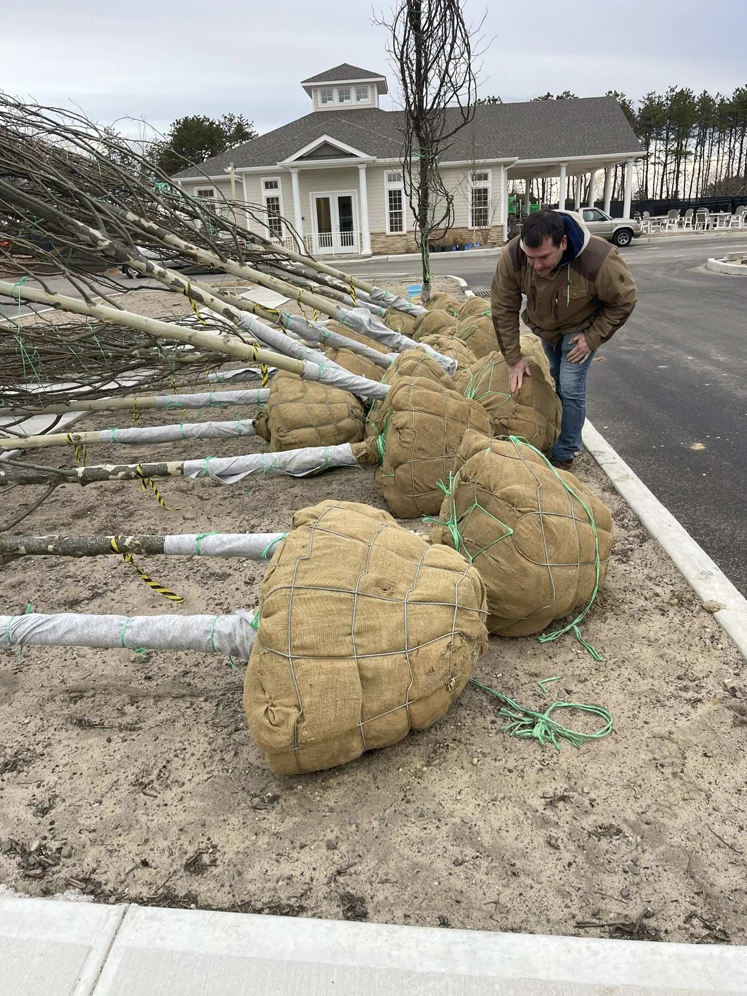 A man inspecting newly planted young trees with burlap root ball surrounds and supports them, on a landscaped area near a parking lot in front of a white building with columns.