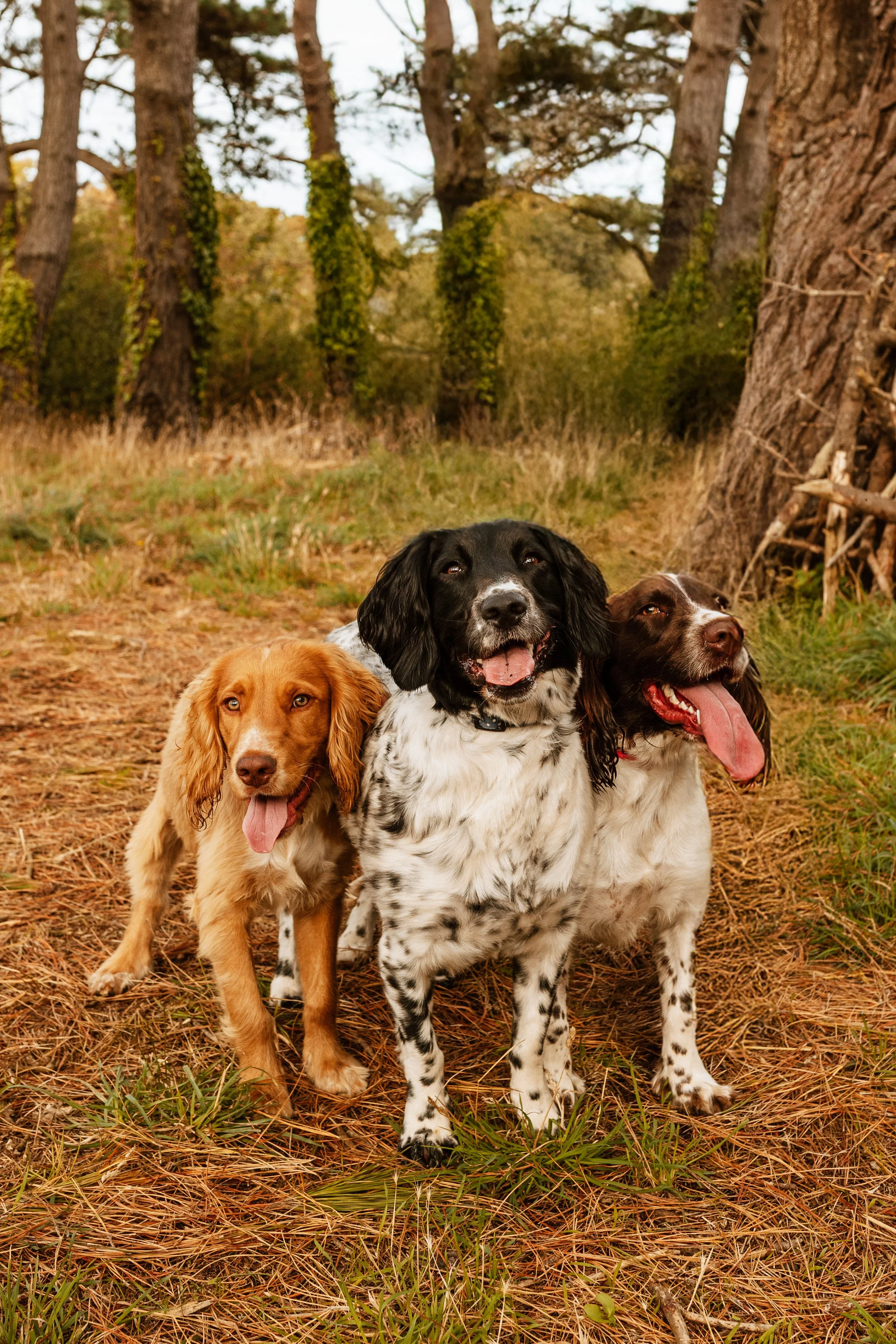 Dog Pet Portait Photography in the Missauga, Toronto, Oakville and GTA area