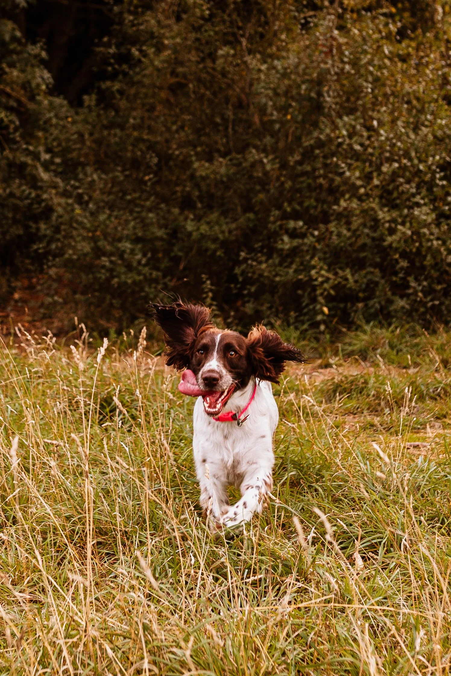 Dog portrait during a pet photography session in Mississauga