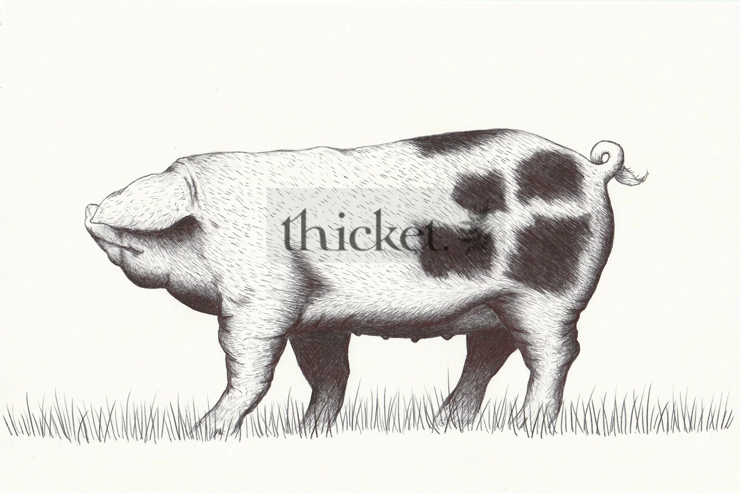 pig watermark.jpg