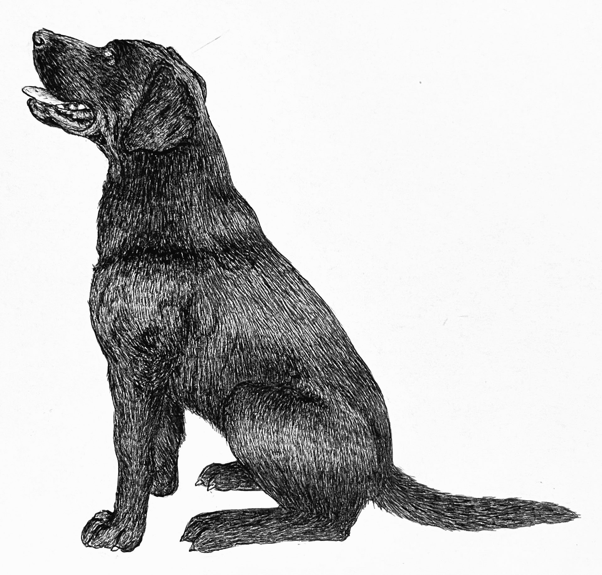 Black and white detailed drawing of a dog sitting with its mouth open, facing left.