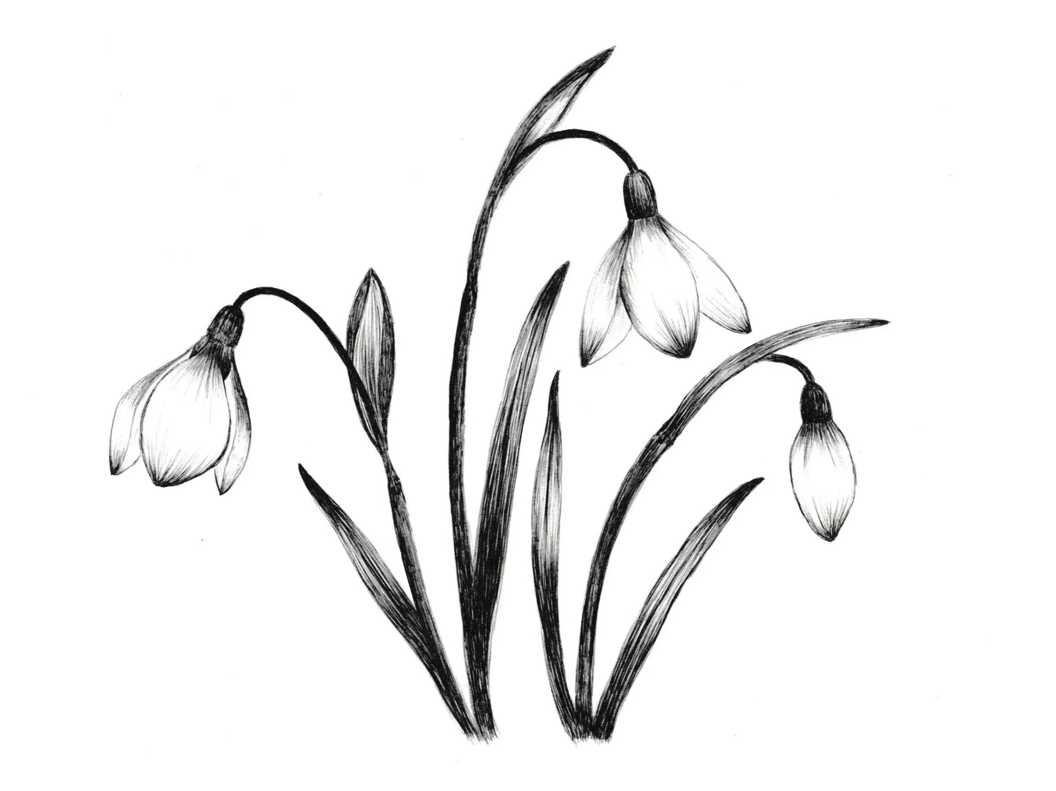 Black and white sketch of three snowdrop flowers with long stems and narrow leaves.
