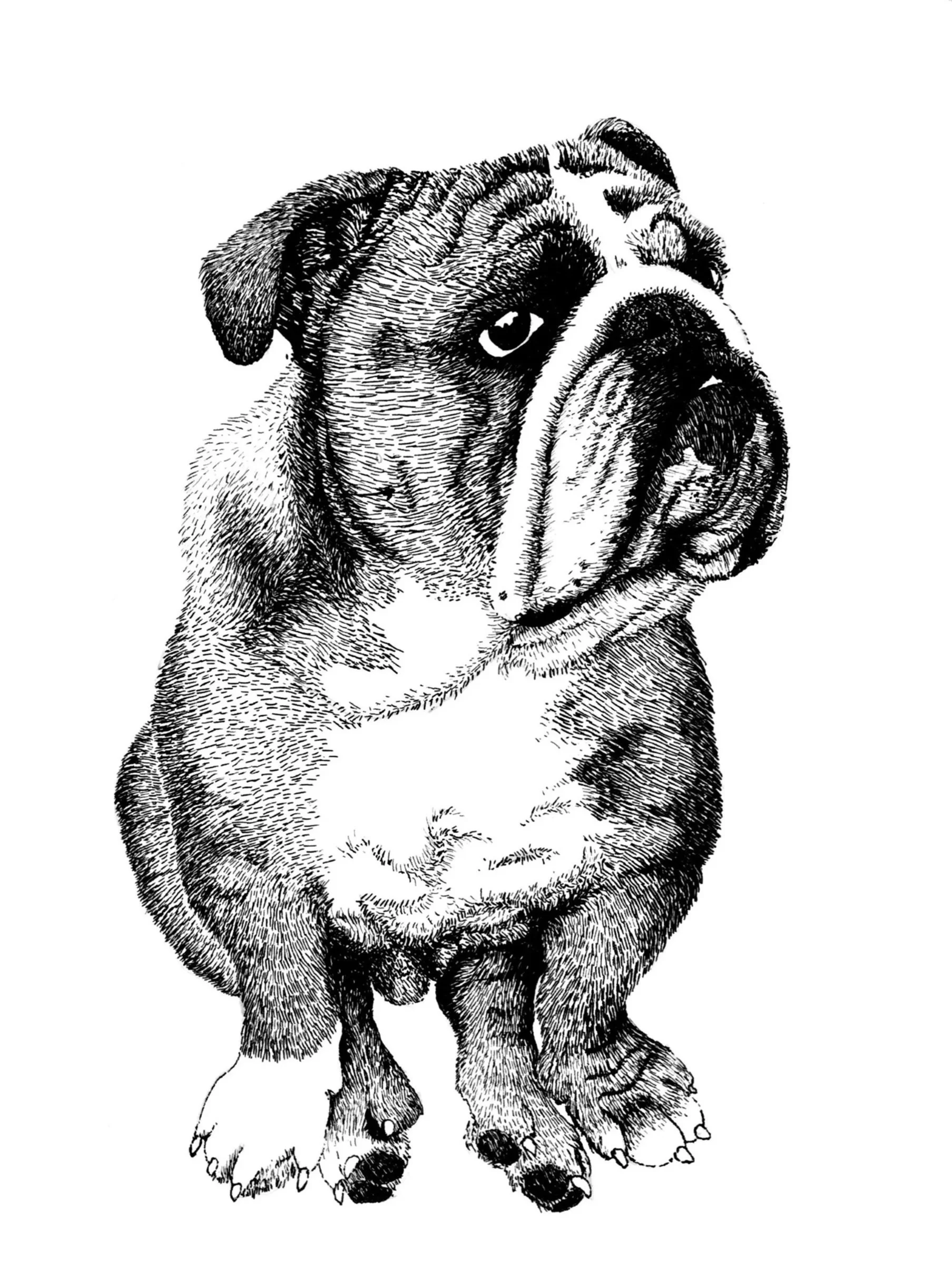 Black and white illustration of a bulldog sitting with a sad expression.