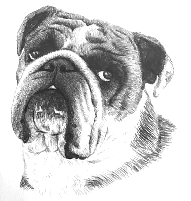 Drawing of a bulldog with a serious expression
