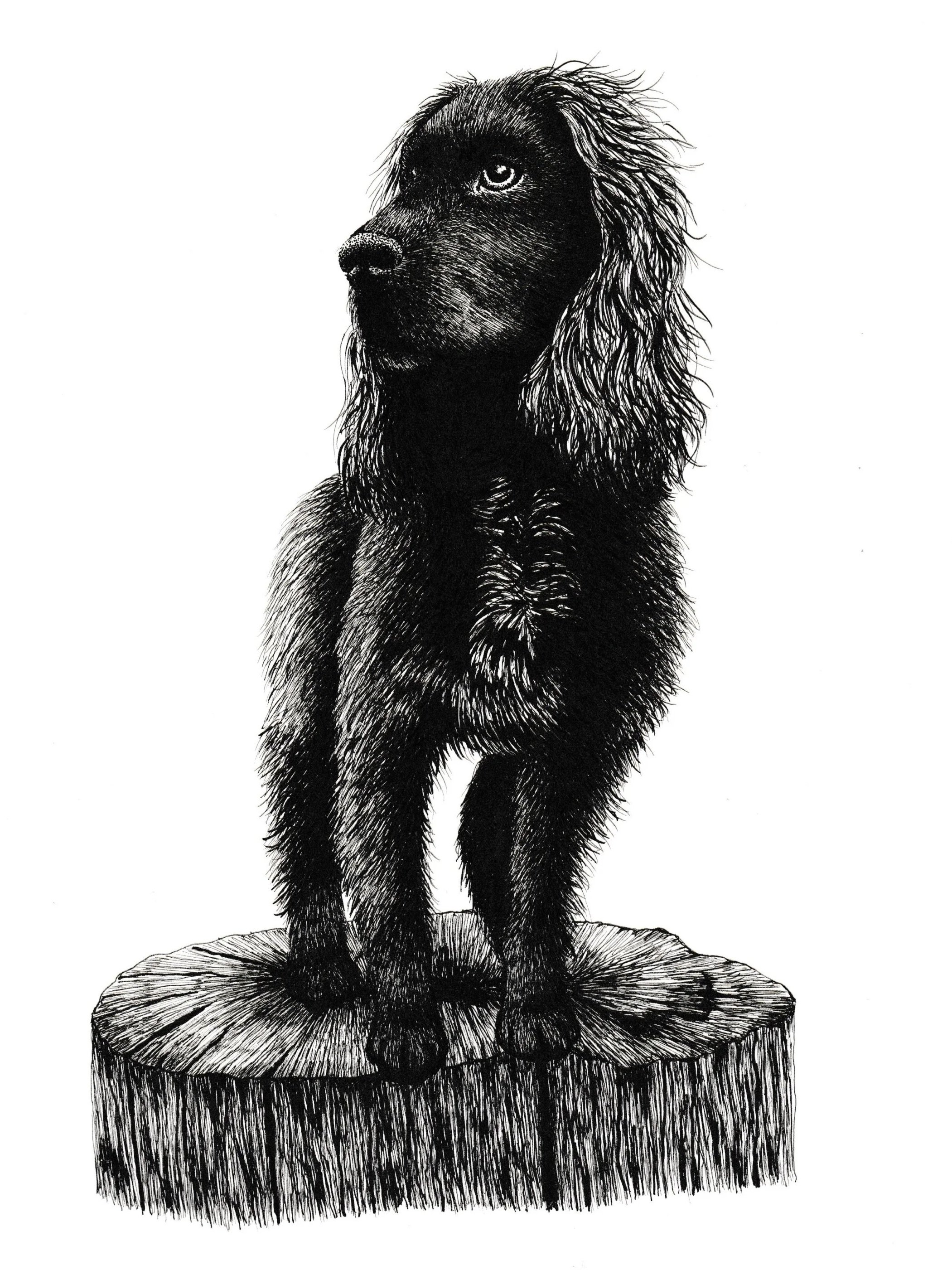 Black and white drawing of a dog with long fur and a serious expression, sitting on a tree stump.