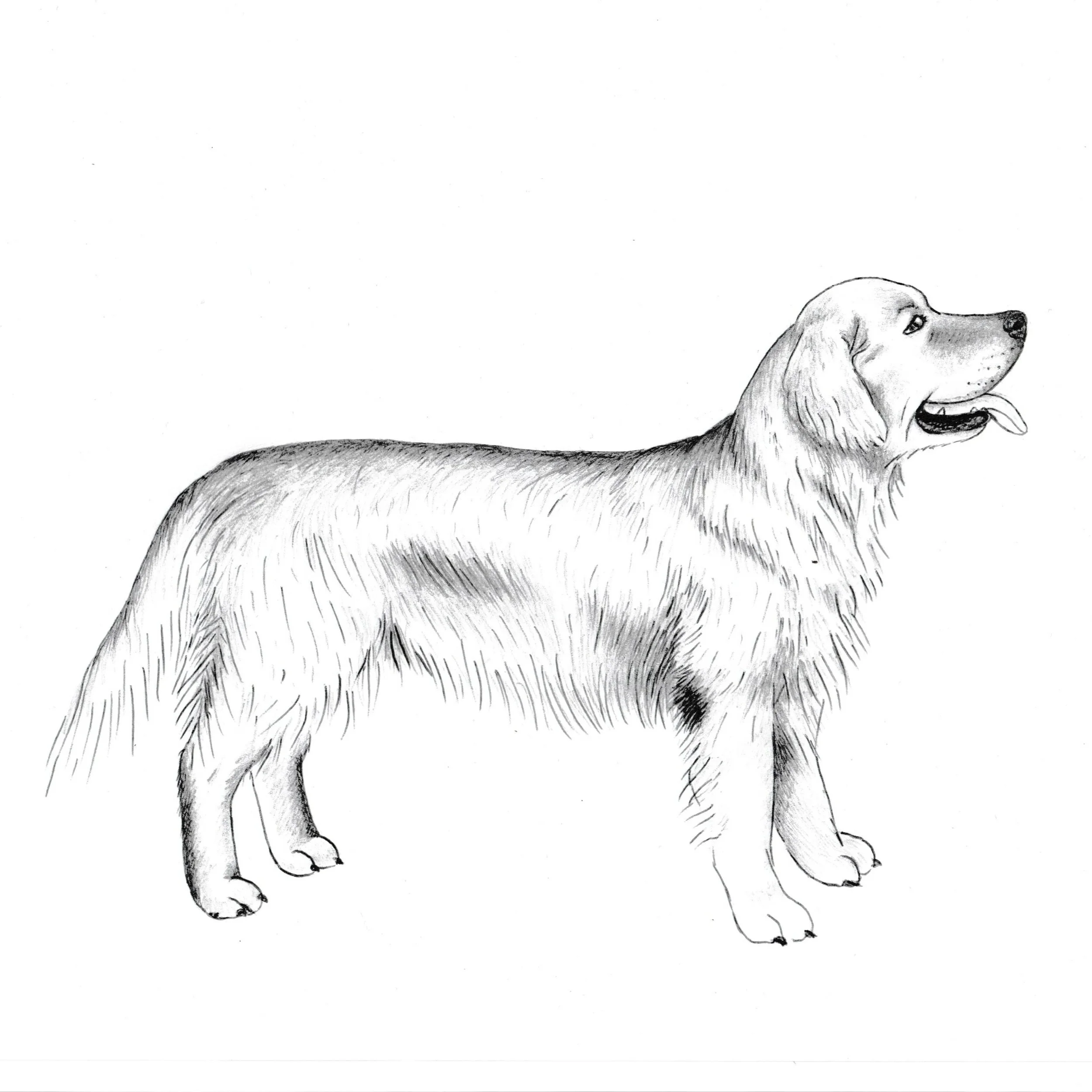 Illustration of a Golden Retriever dog standing in profile with its tongue out.