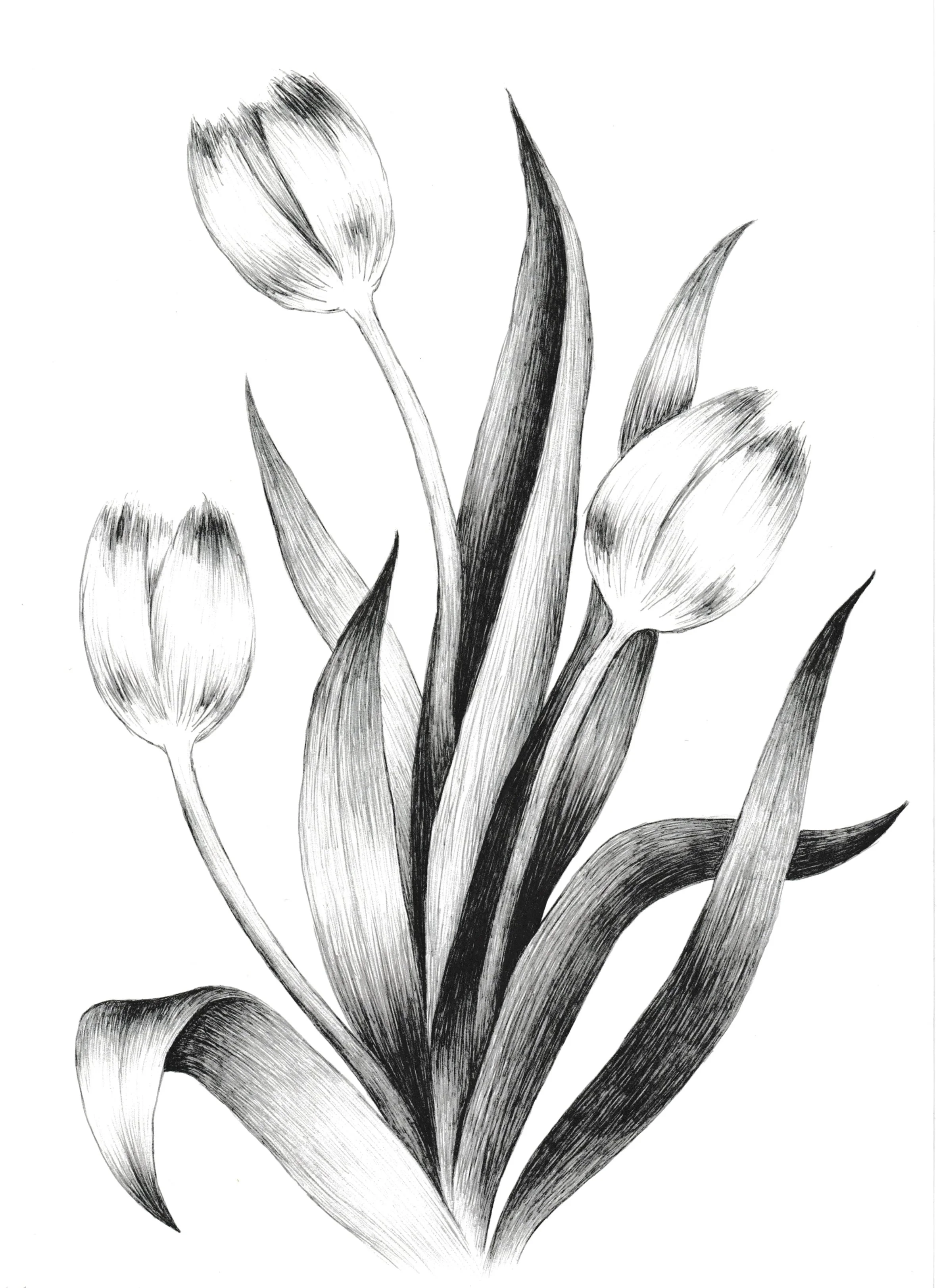 tulips.jpg