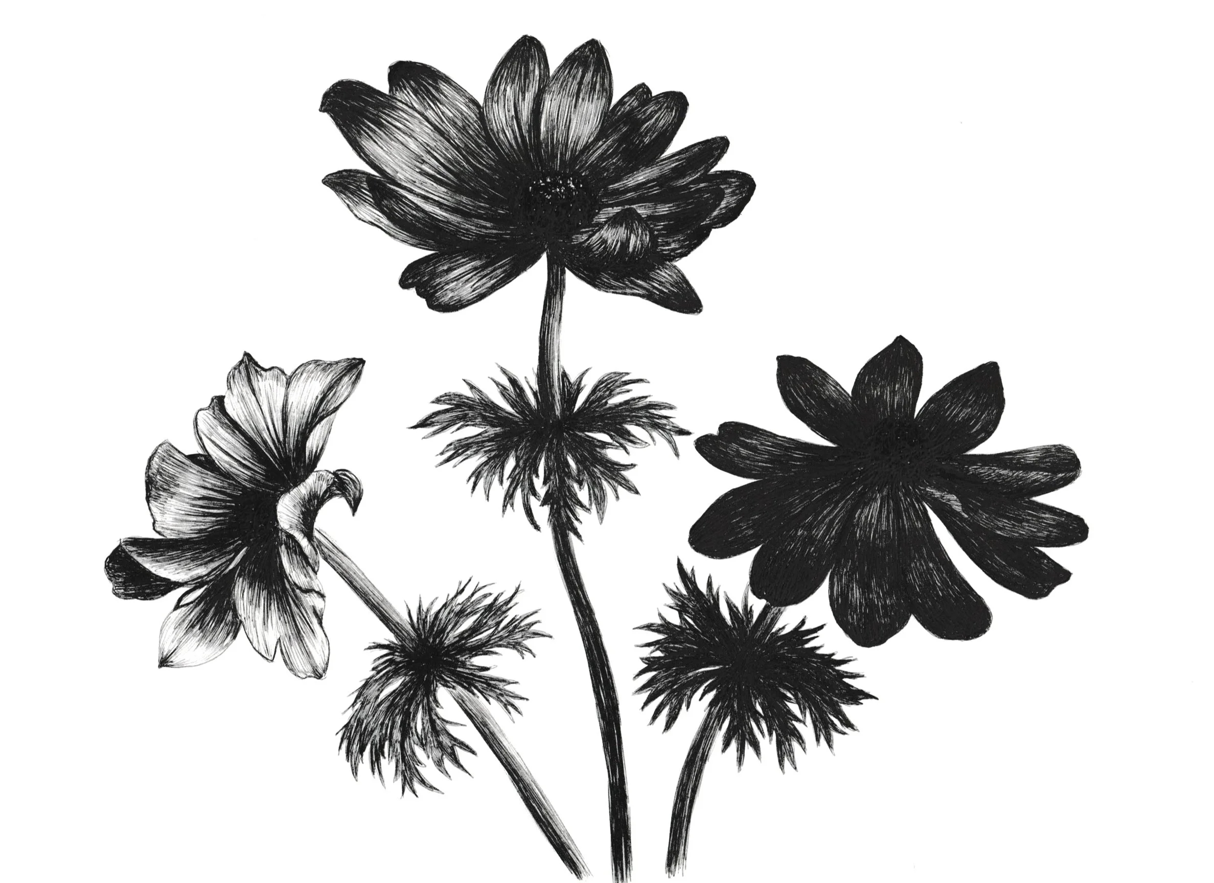 anemone+coronaria.jpg