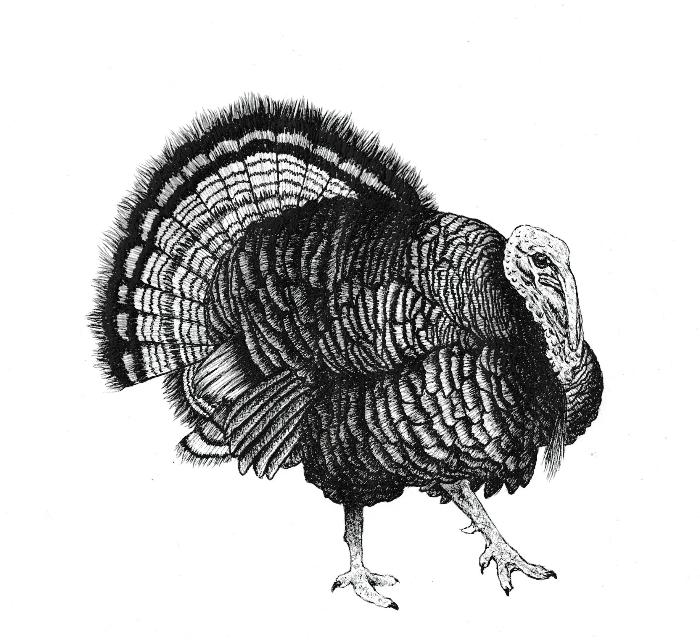 Black and white drawing of a wild turkey with detailed feathers, standing on a white background.