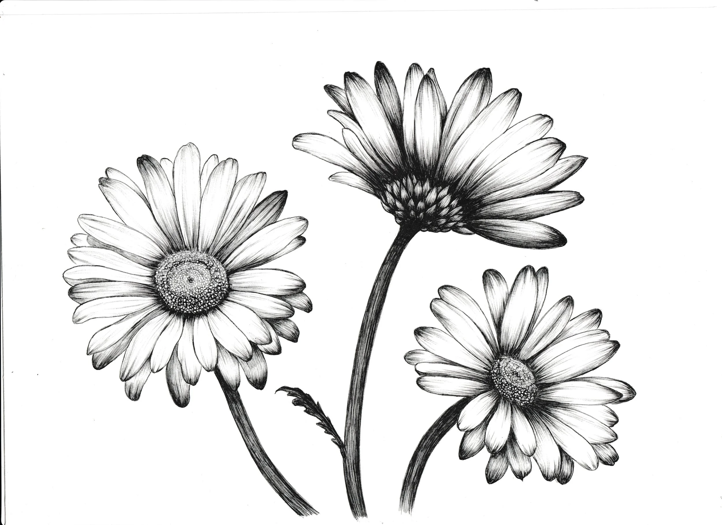 daisies.jpeg