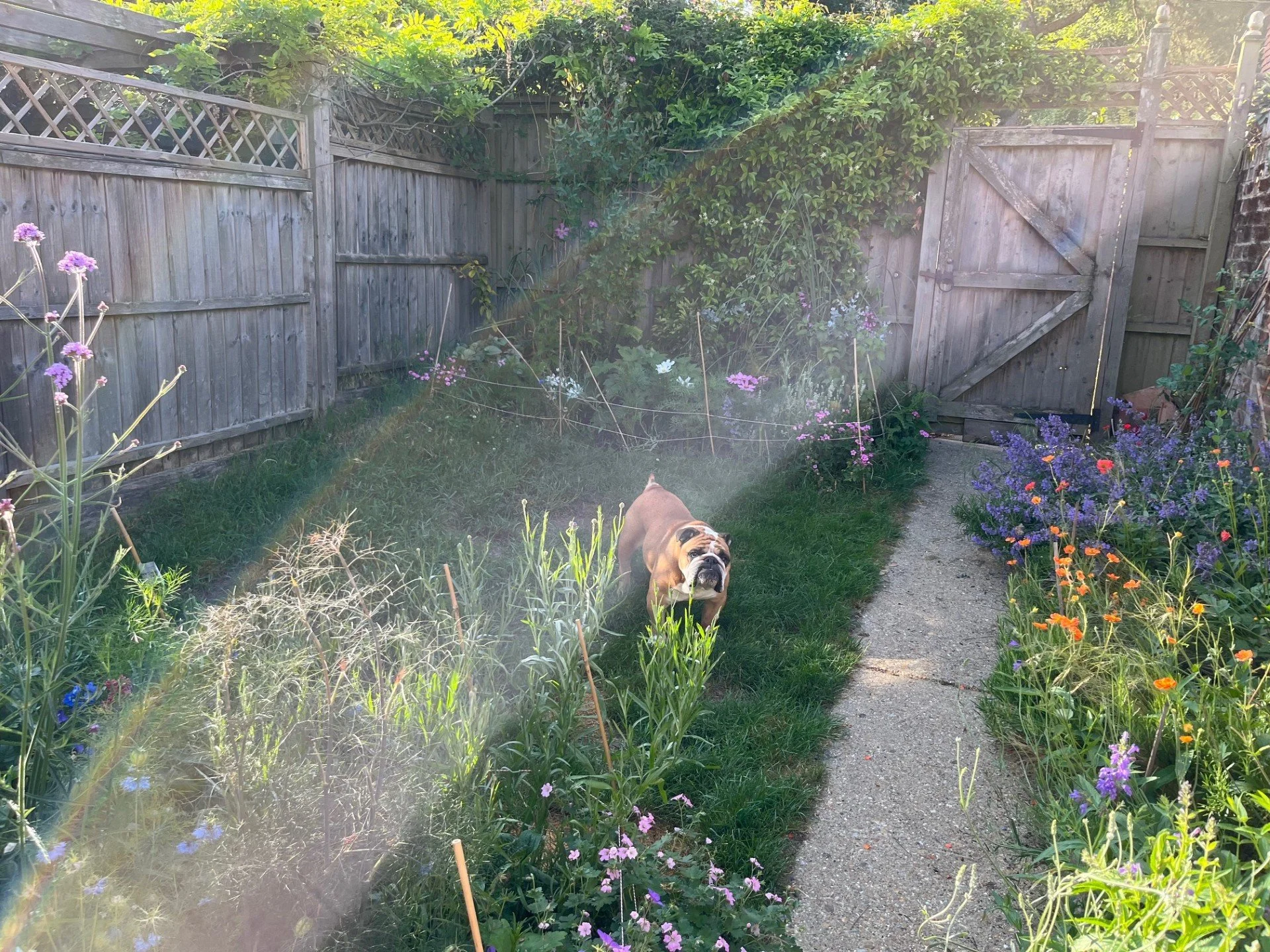 A bulldog stands on a grassy backyard garden path, surrounded by colorful flowers and plants, with a wooden fence and gate at the back, and a rainbow visible in the sunlight.