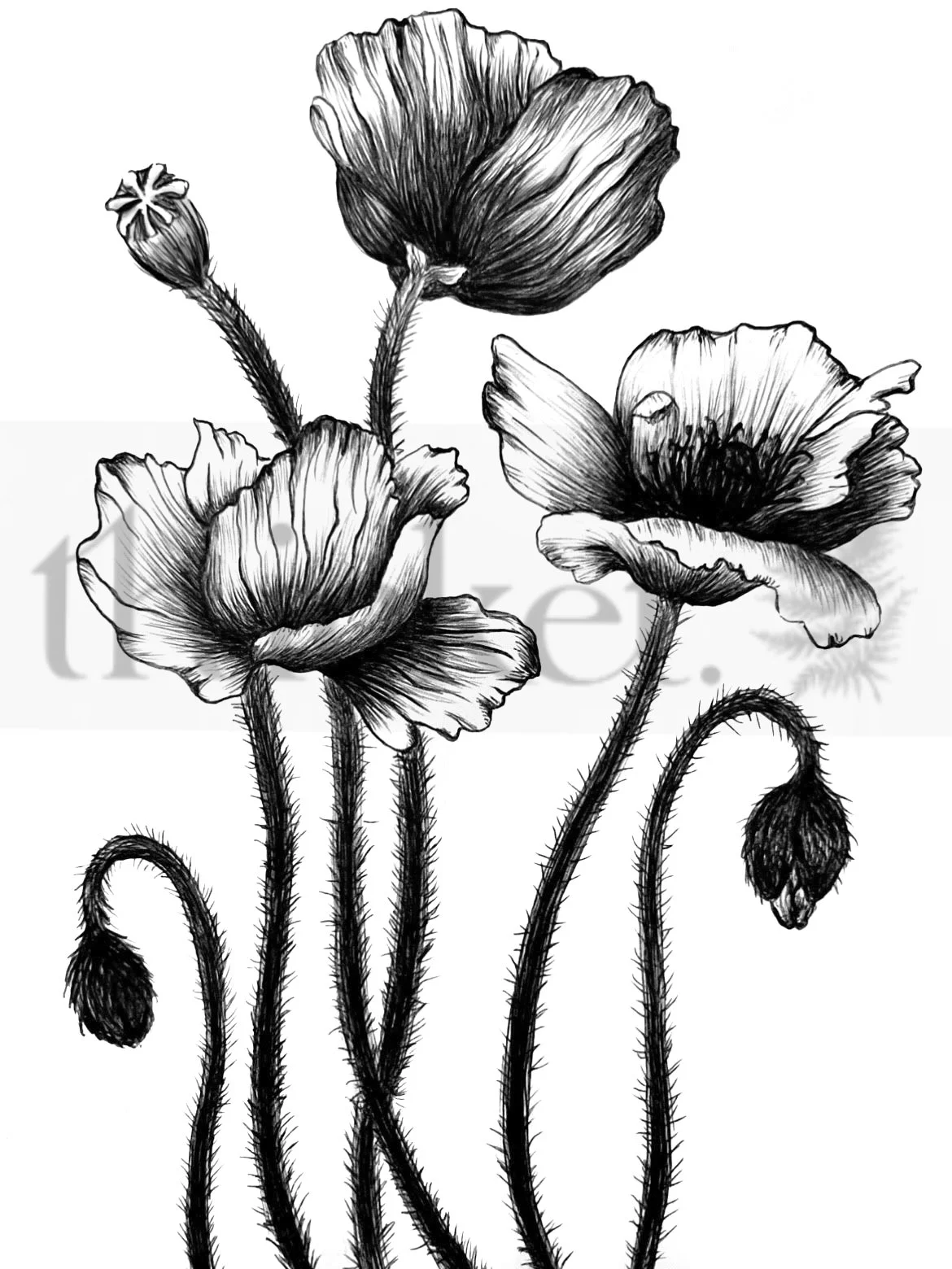 poppy watermark.jpg