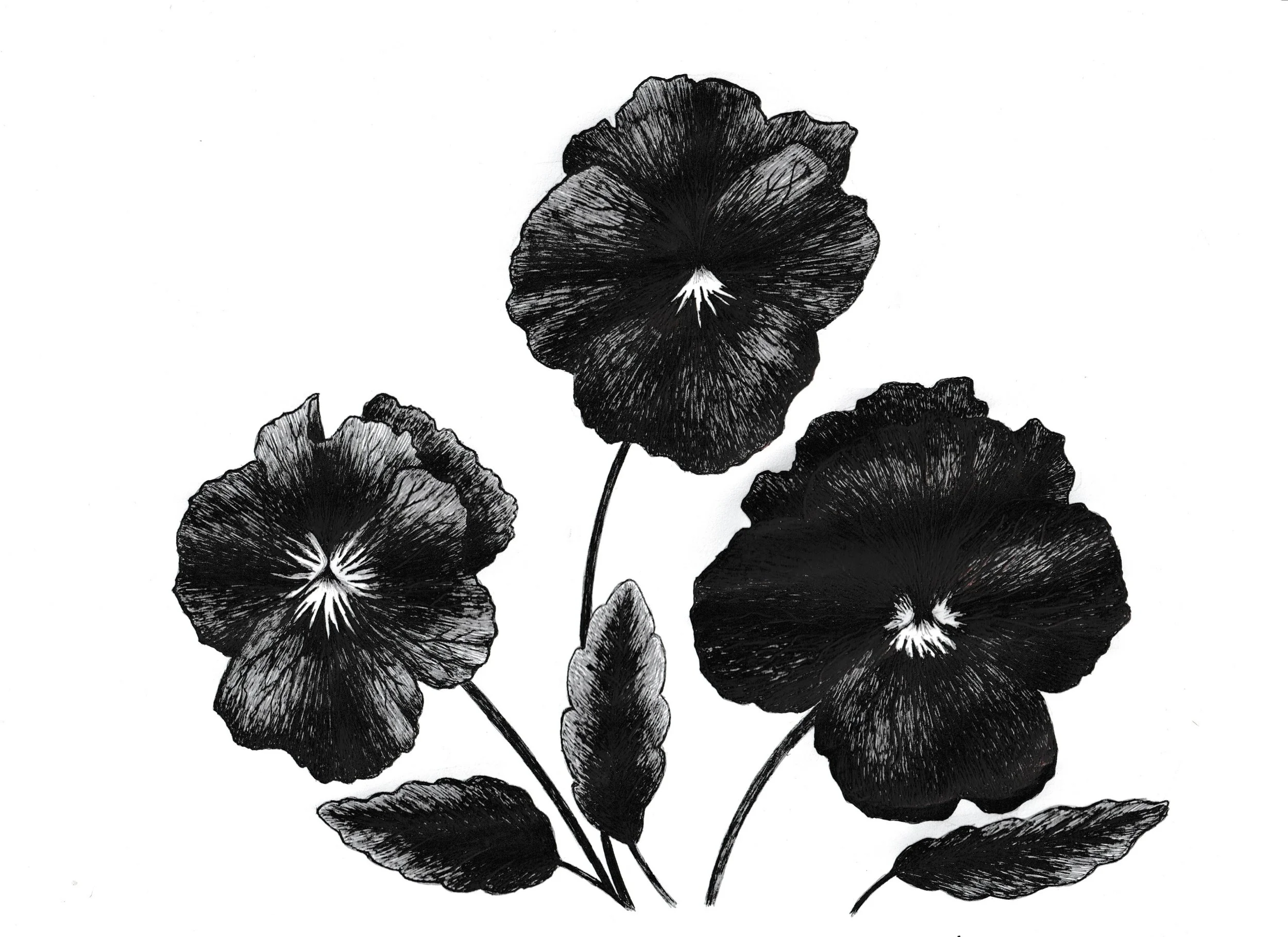 Black and white illustration of three pansy flowers with leaves.
