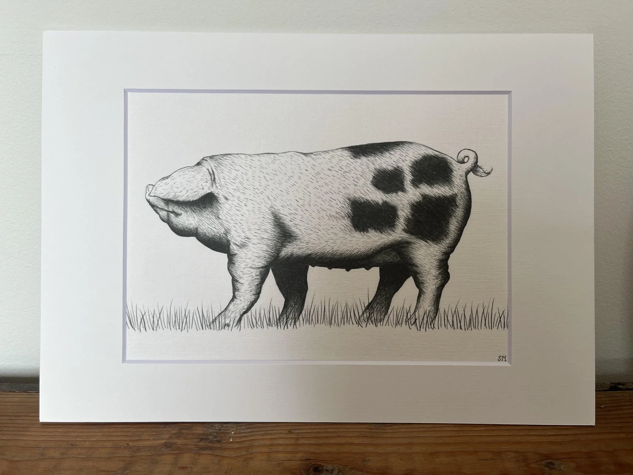 Old Spot Pig mounted print