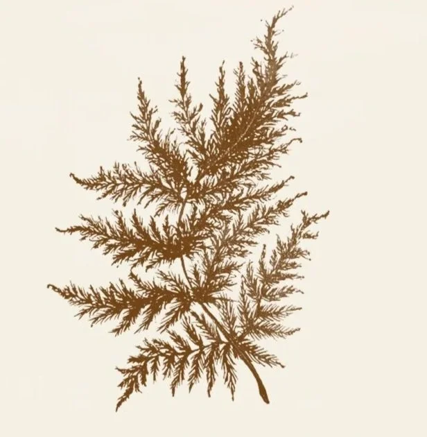 A dried, brown fern leaf with multiple branches, laid on a light background.