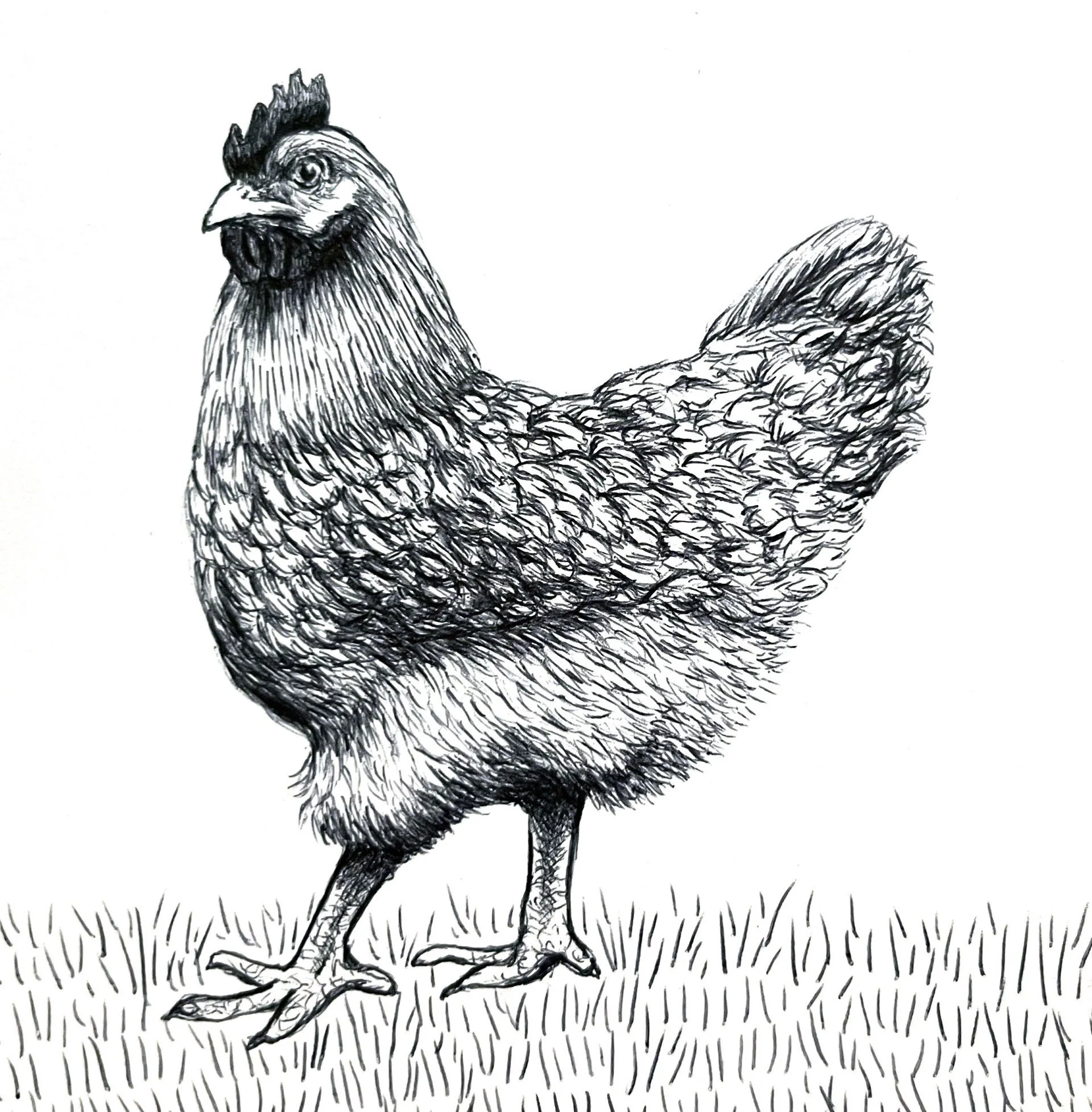 Black and white sketch of a chicken standing on grass.