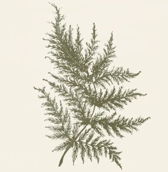 A detailed illustration of a pine branch with needles.