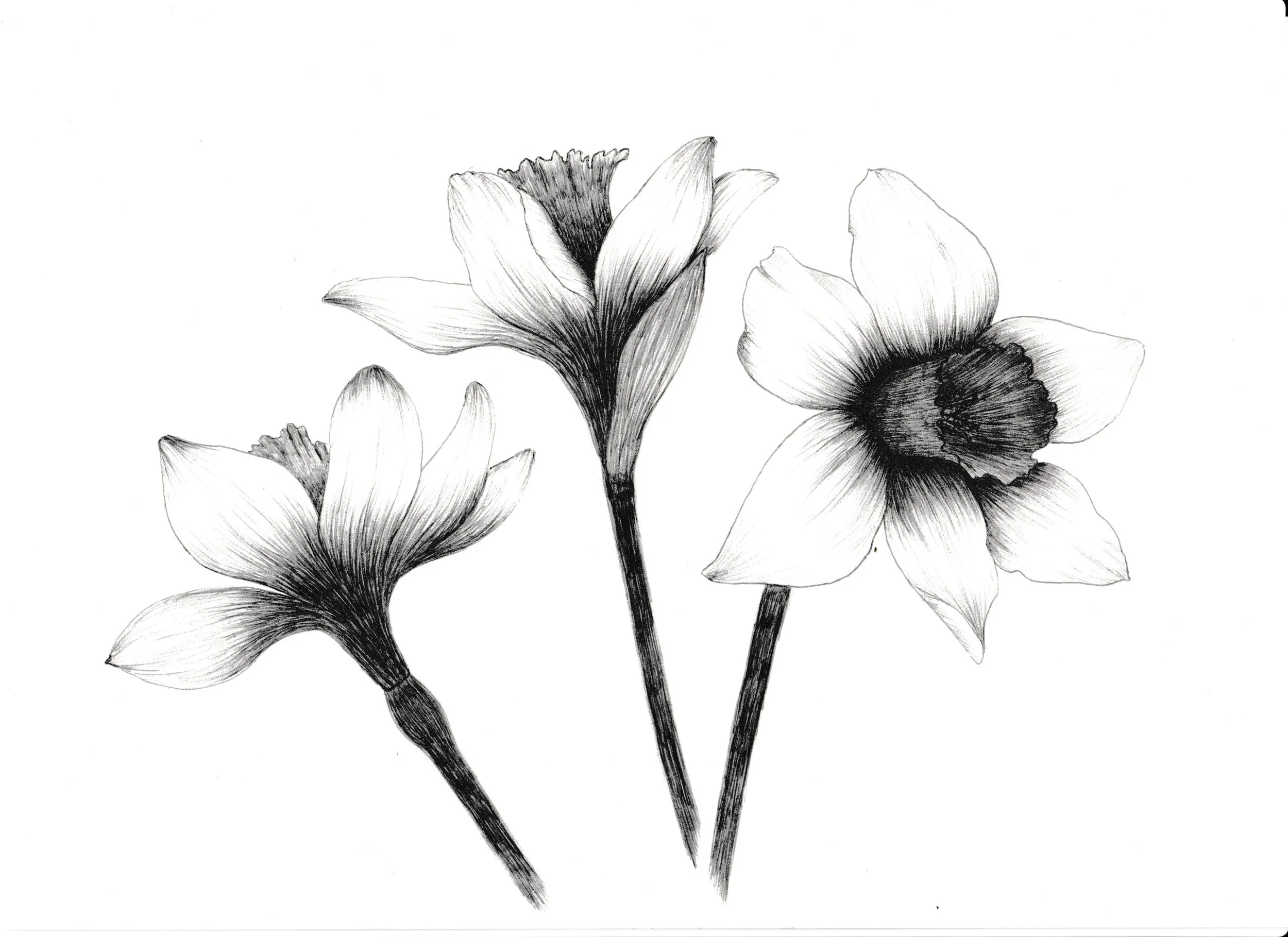 Black and white illustration of three daffodil flowers with detailed petals and stems.