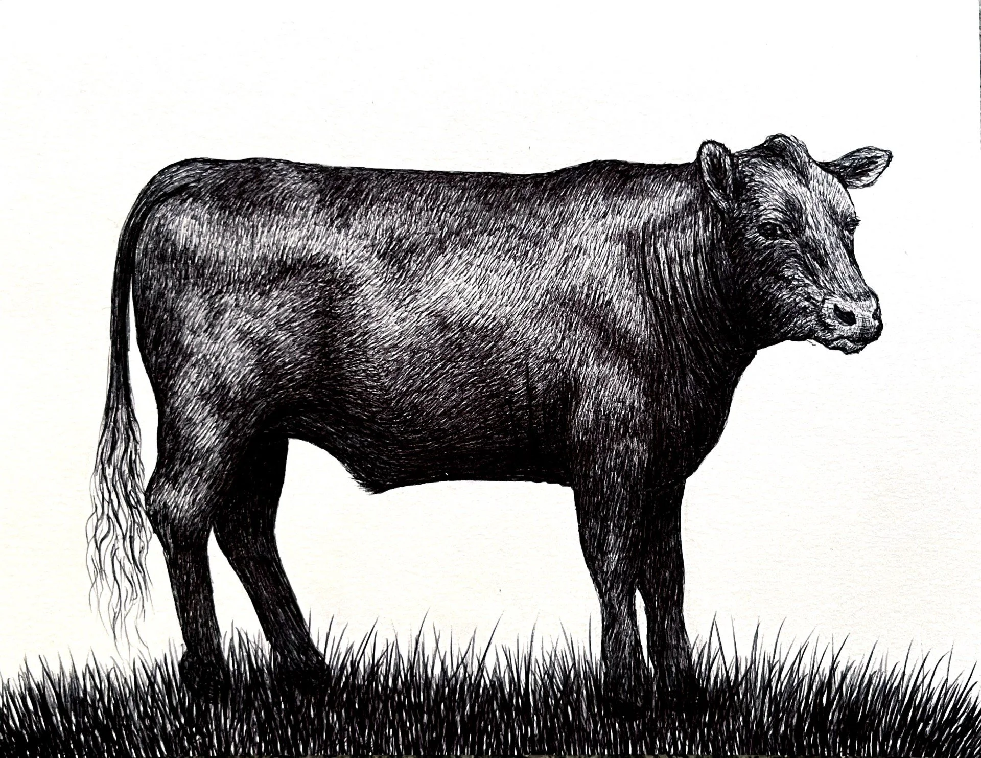 Black ink drawing of a cow standing on grass, facing to the right.