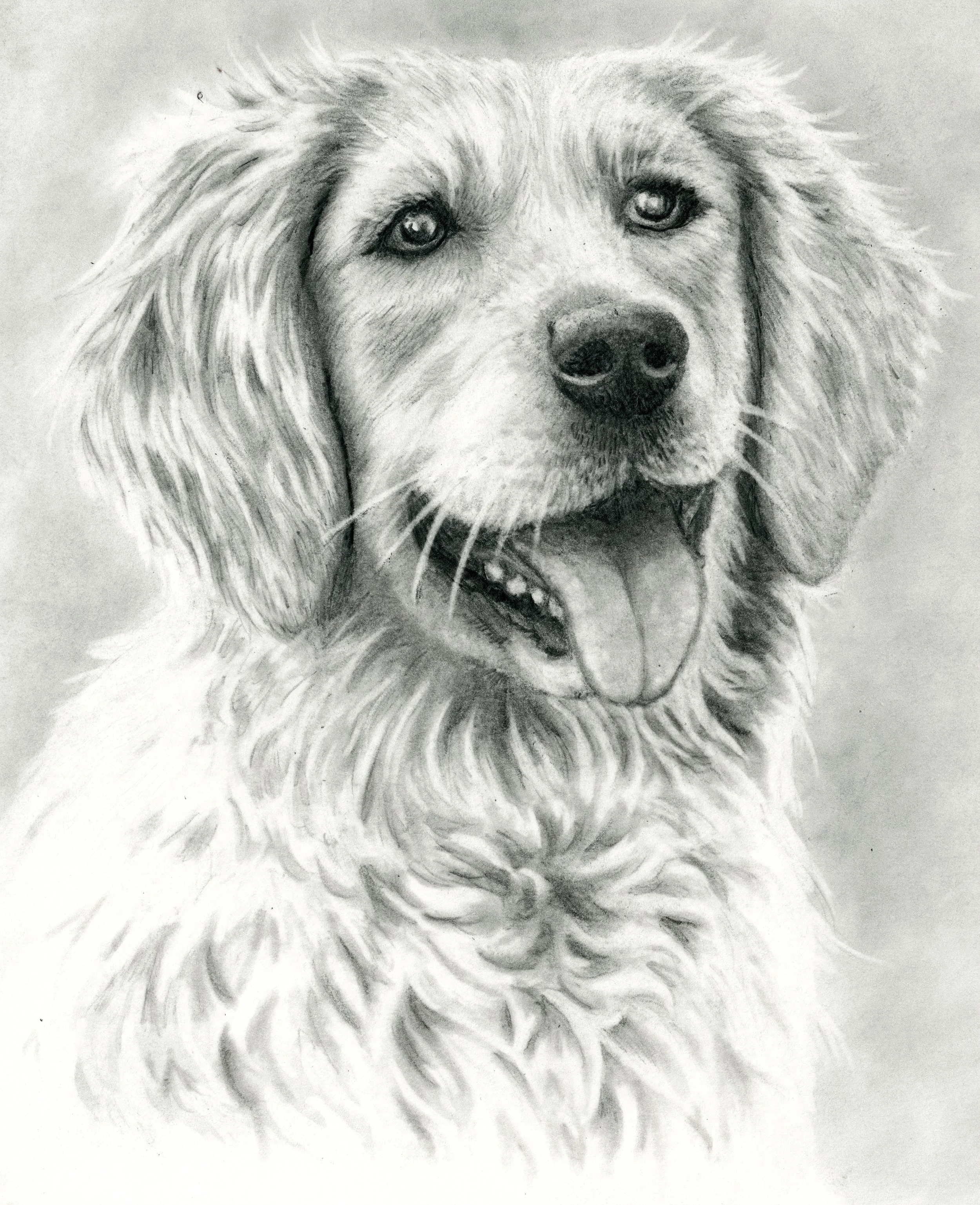 retriever colour.jpg