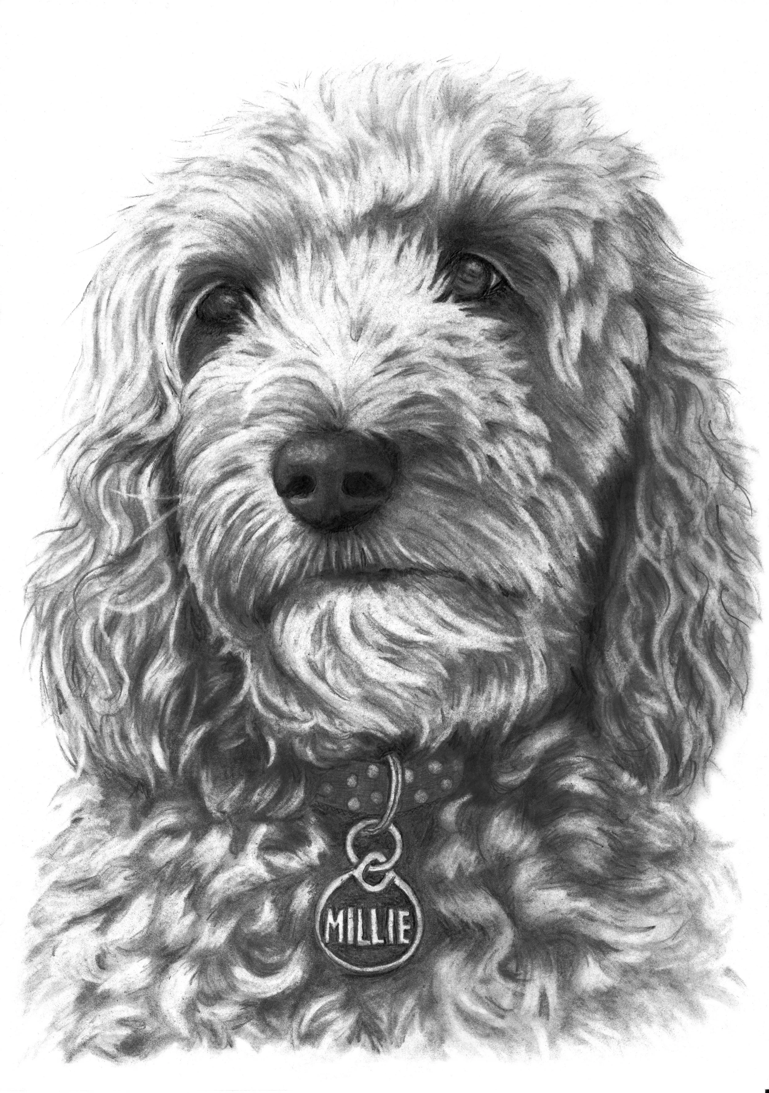 Millie.jpg