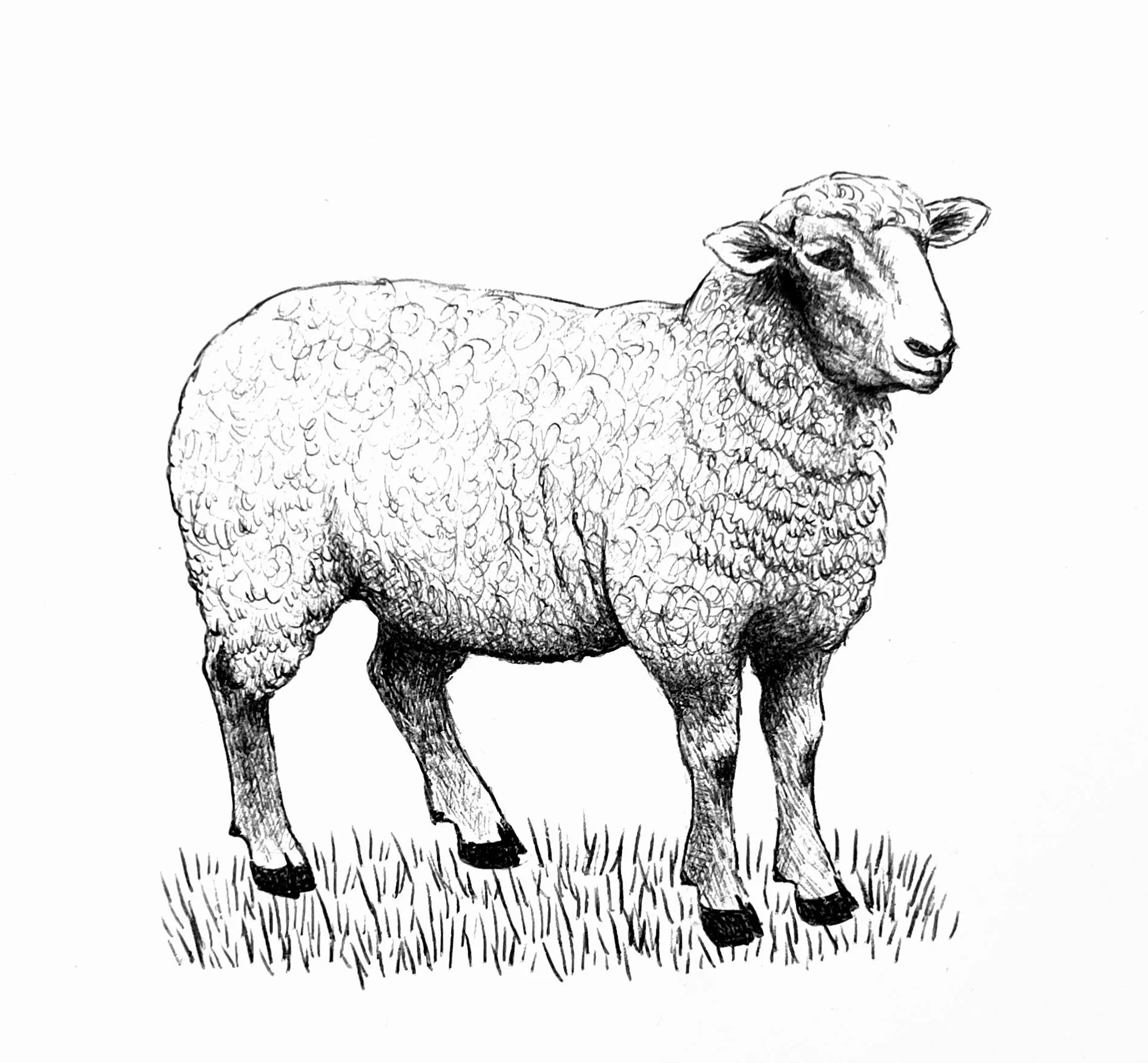 Black and white illustration of a sheep standing on grass.