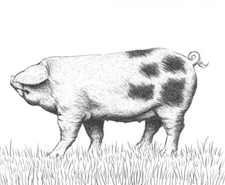A black and white sketch of a pig walking through grass.