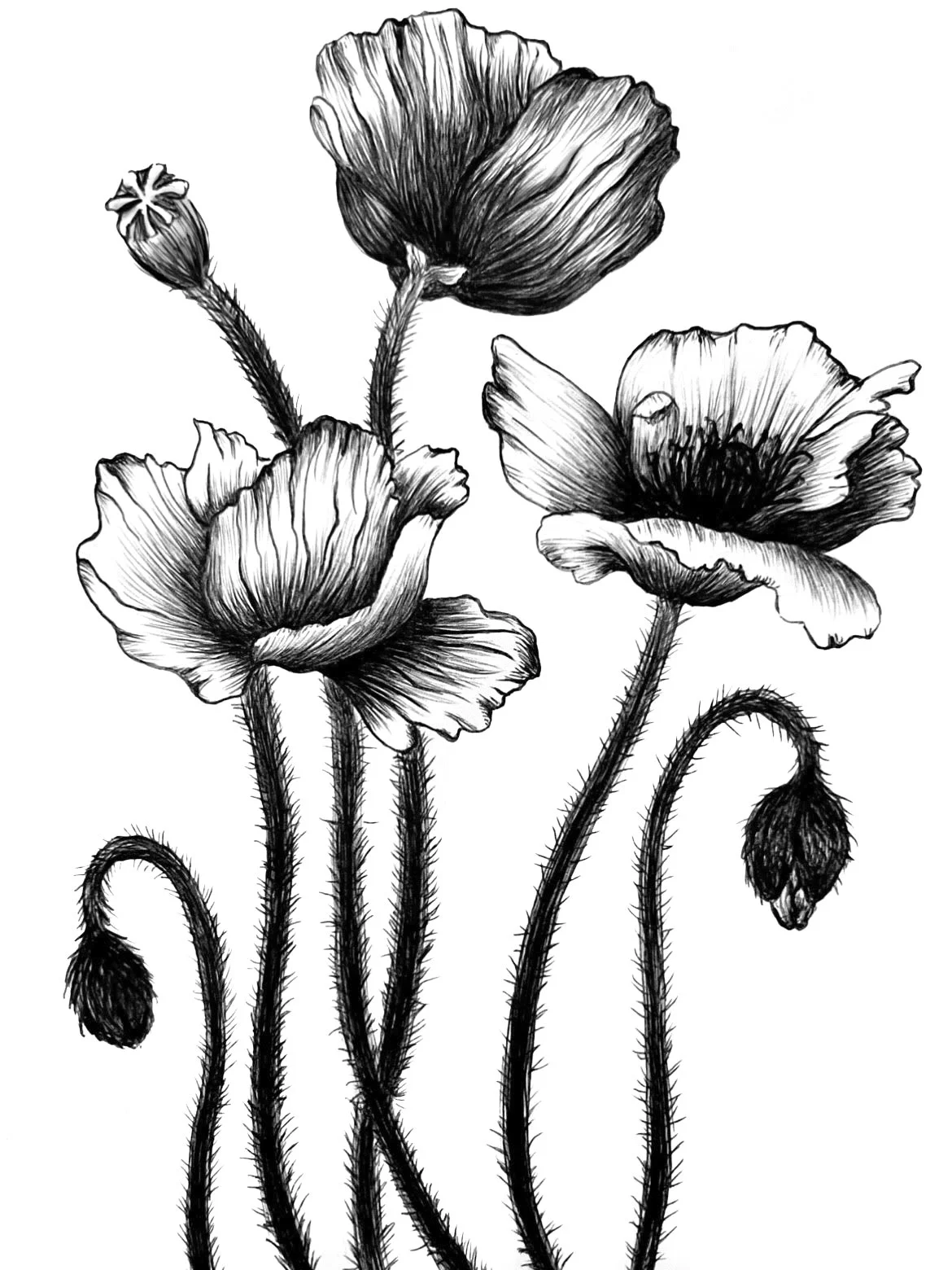 poppy.jpg