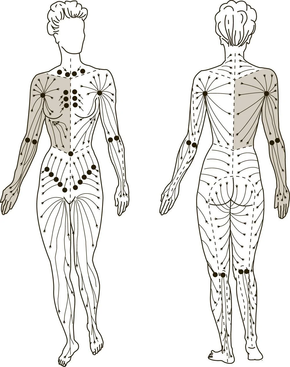 Diagram of the human lymphatic system showing lymph nodes and lymphatic drainage pathways throughout the front and back of the body.