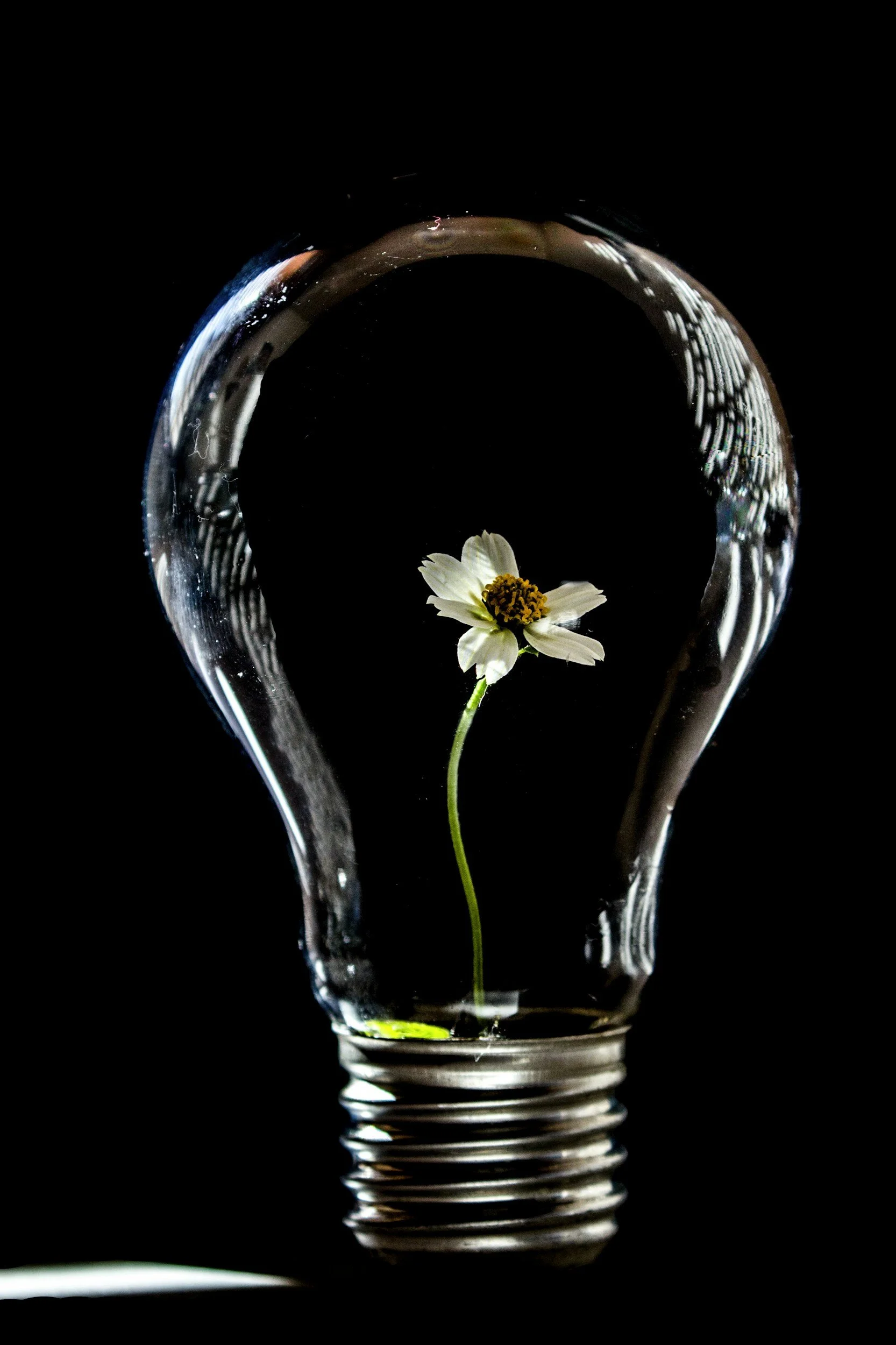 A clear lightbulb with a small white flower inside against a black background.
