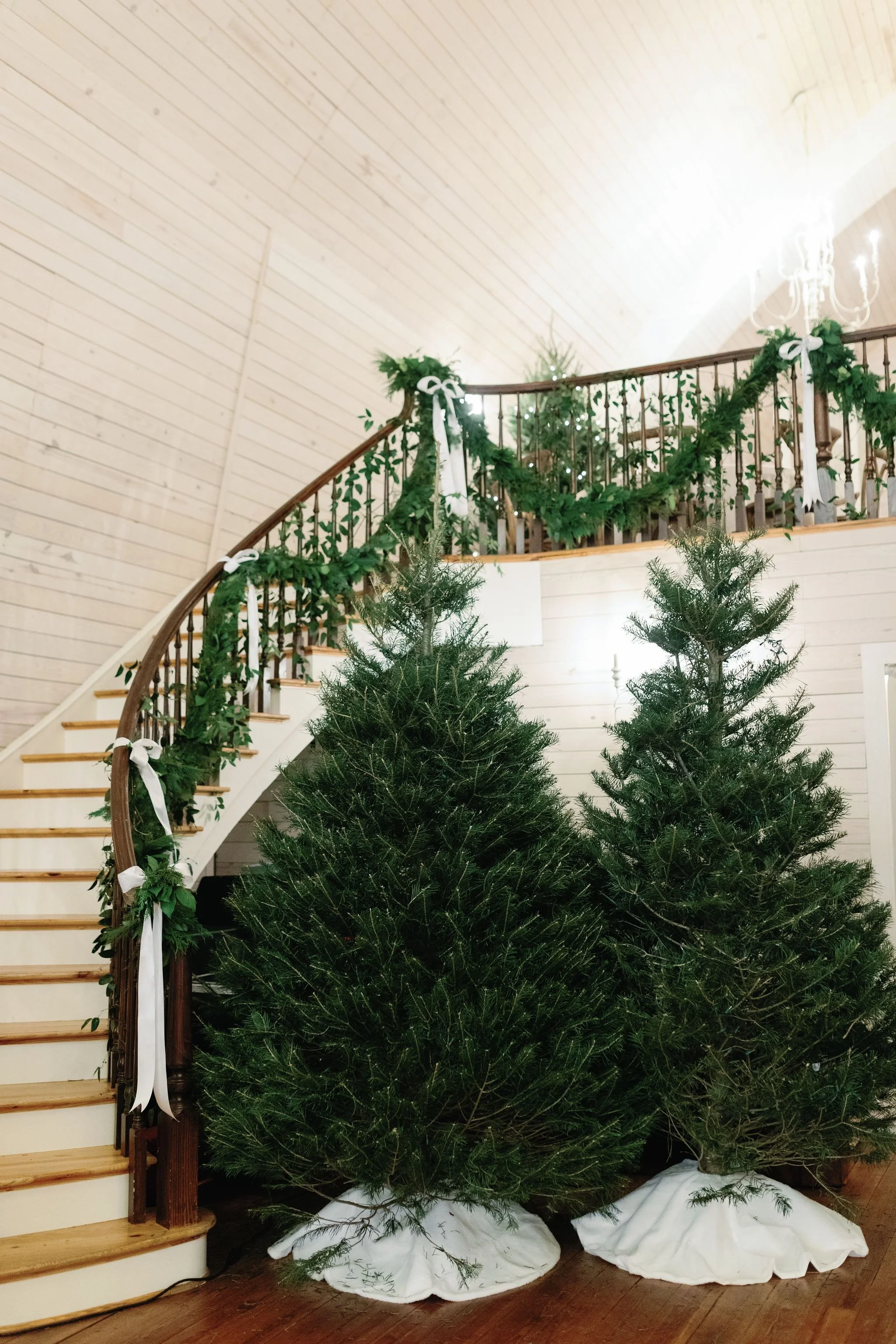Several Christmas trees decorated for the holiday, placed at the bottom of a staircase with garland and ribbons, inside a bright, wooden-paneled room with a chandelier.