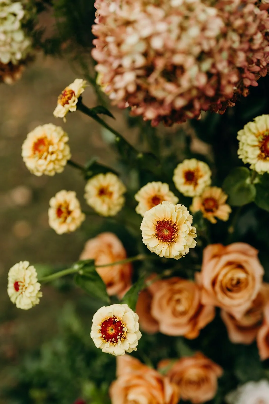 Fall Zinnias and Garden Roses