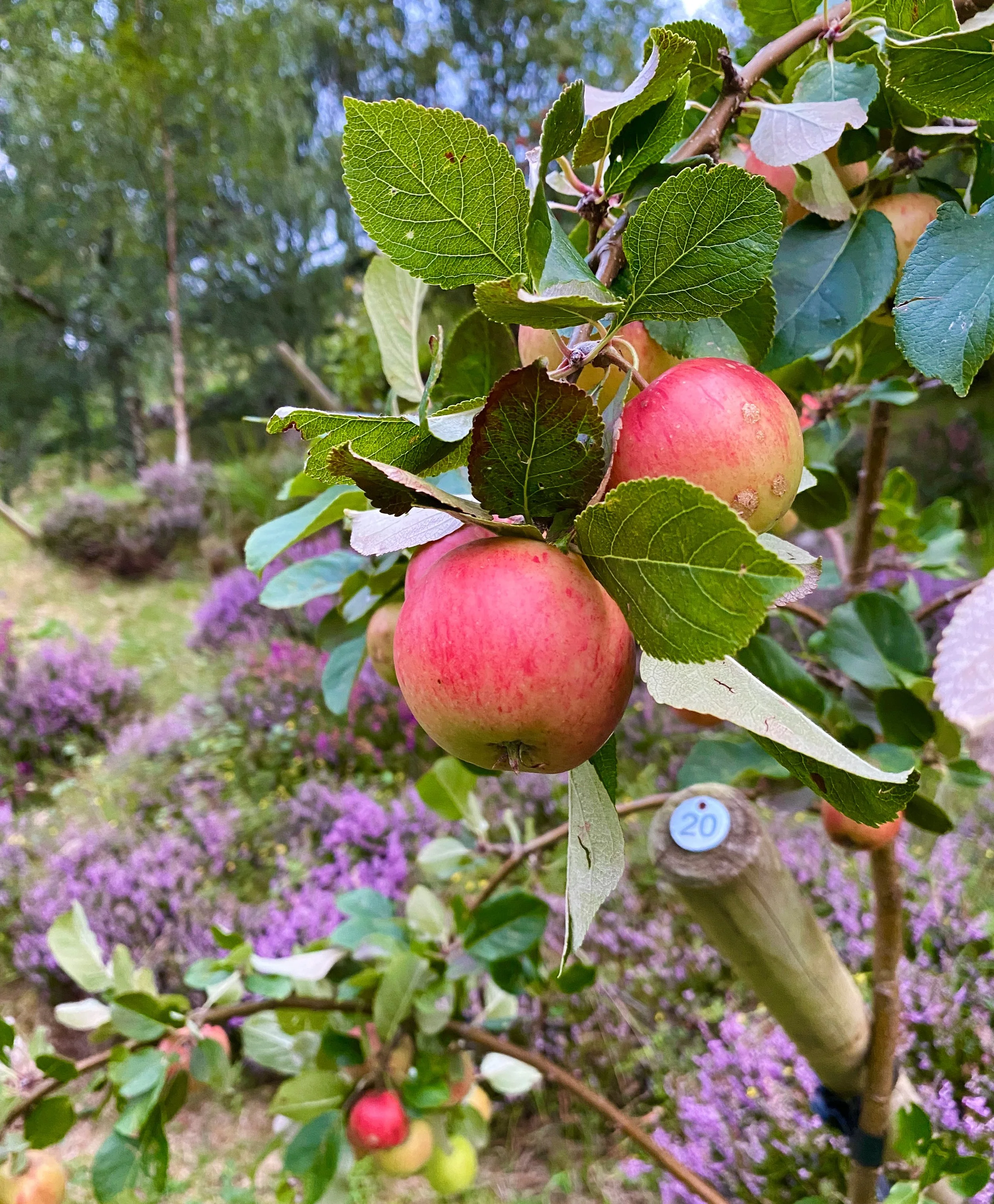 Orchard