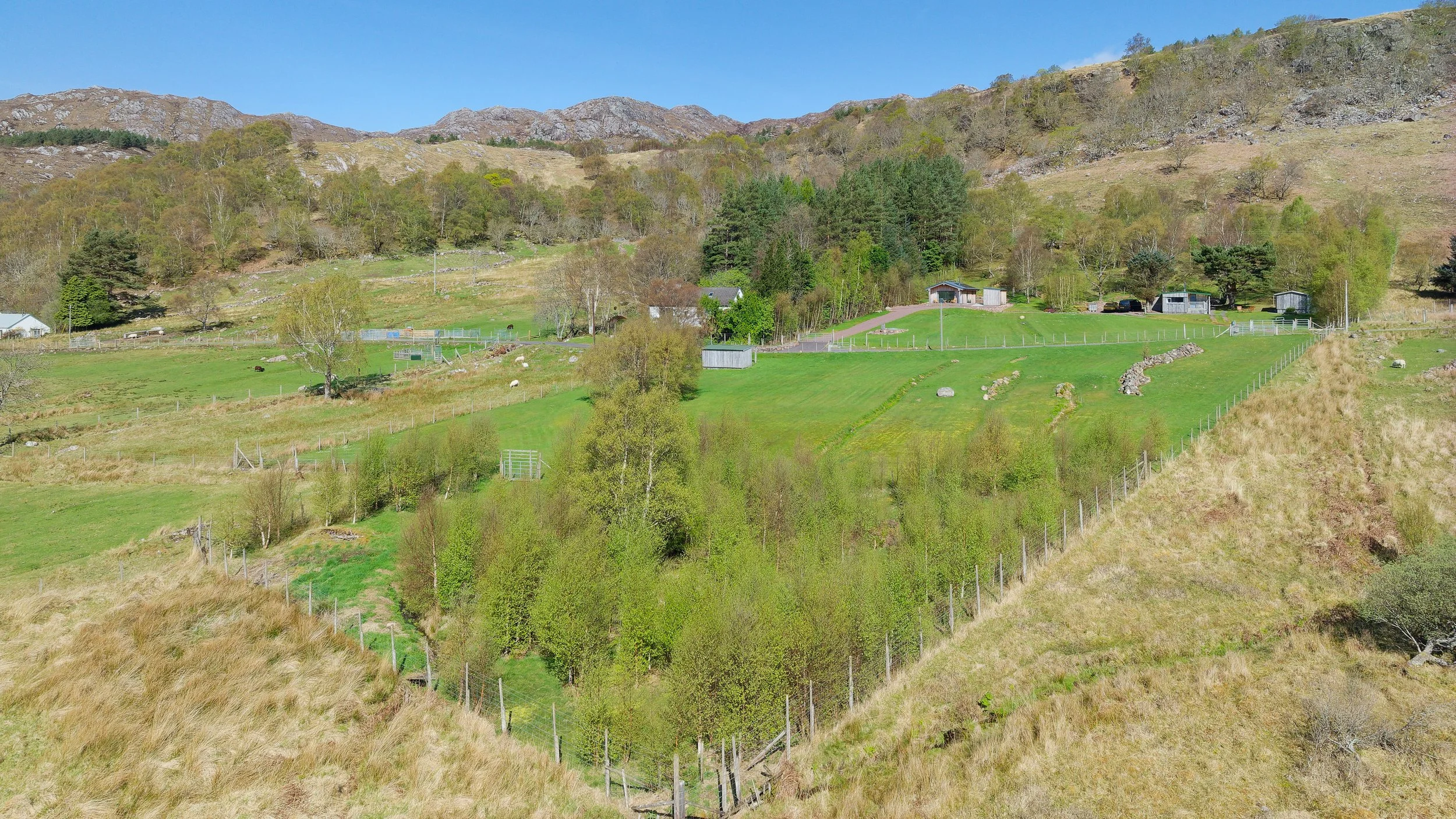 Woodland Regeneration