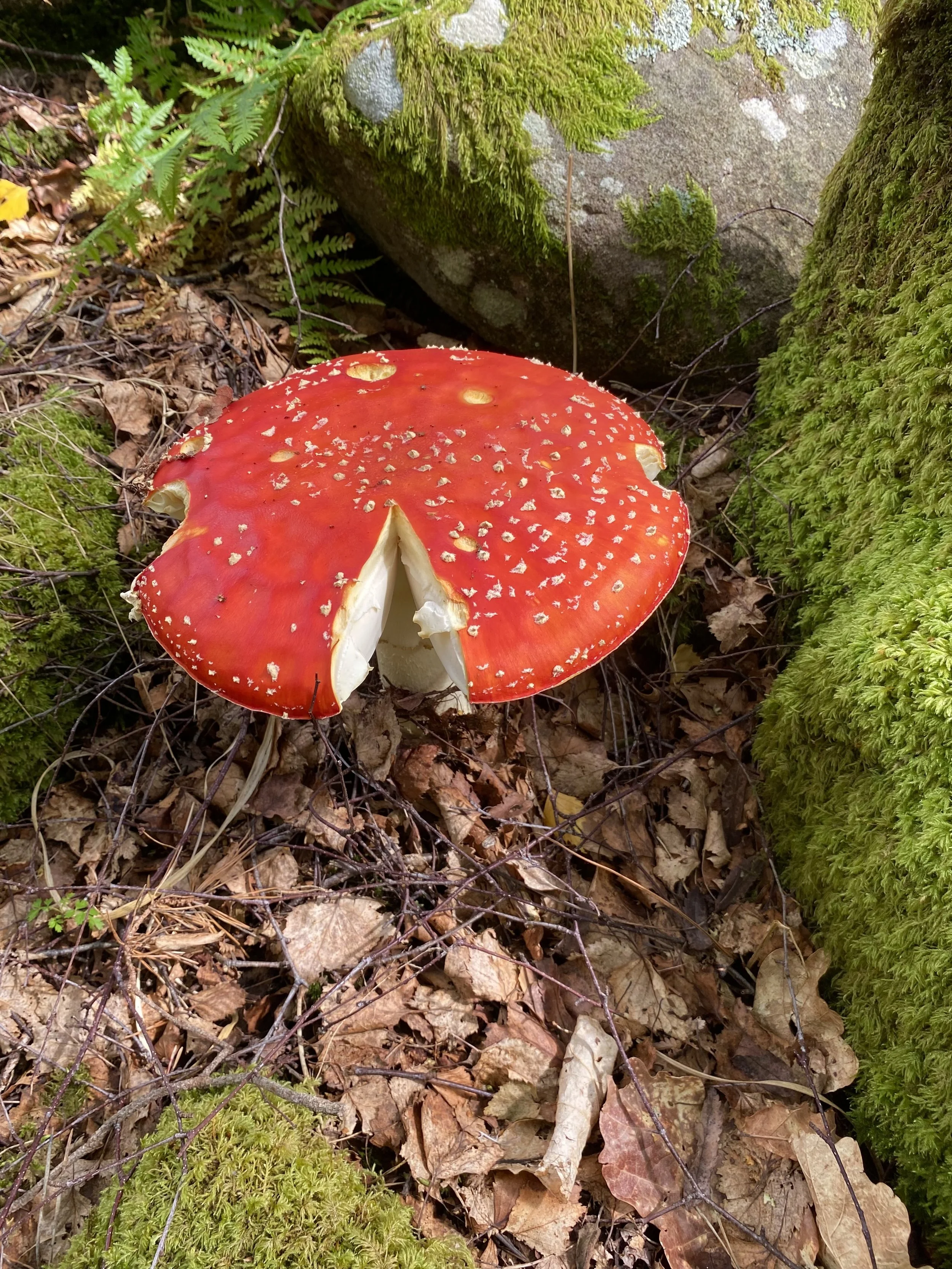 Biodiversity