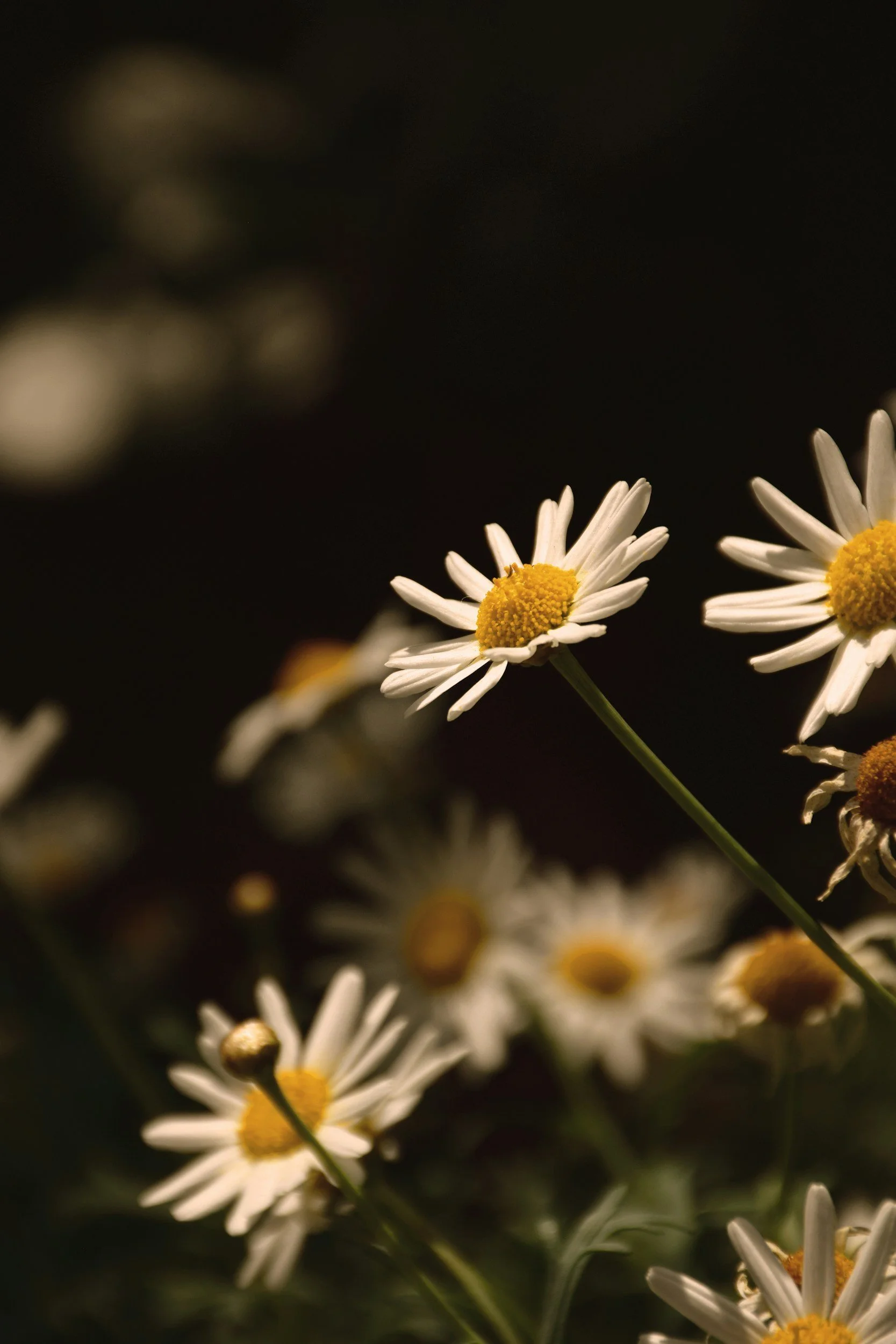 Close-up of white daisies with yellow centers, set against a dark background.