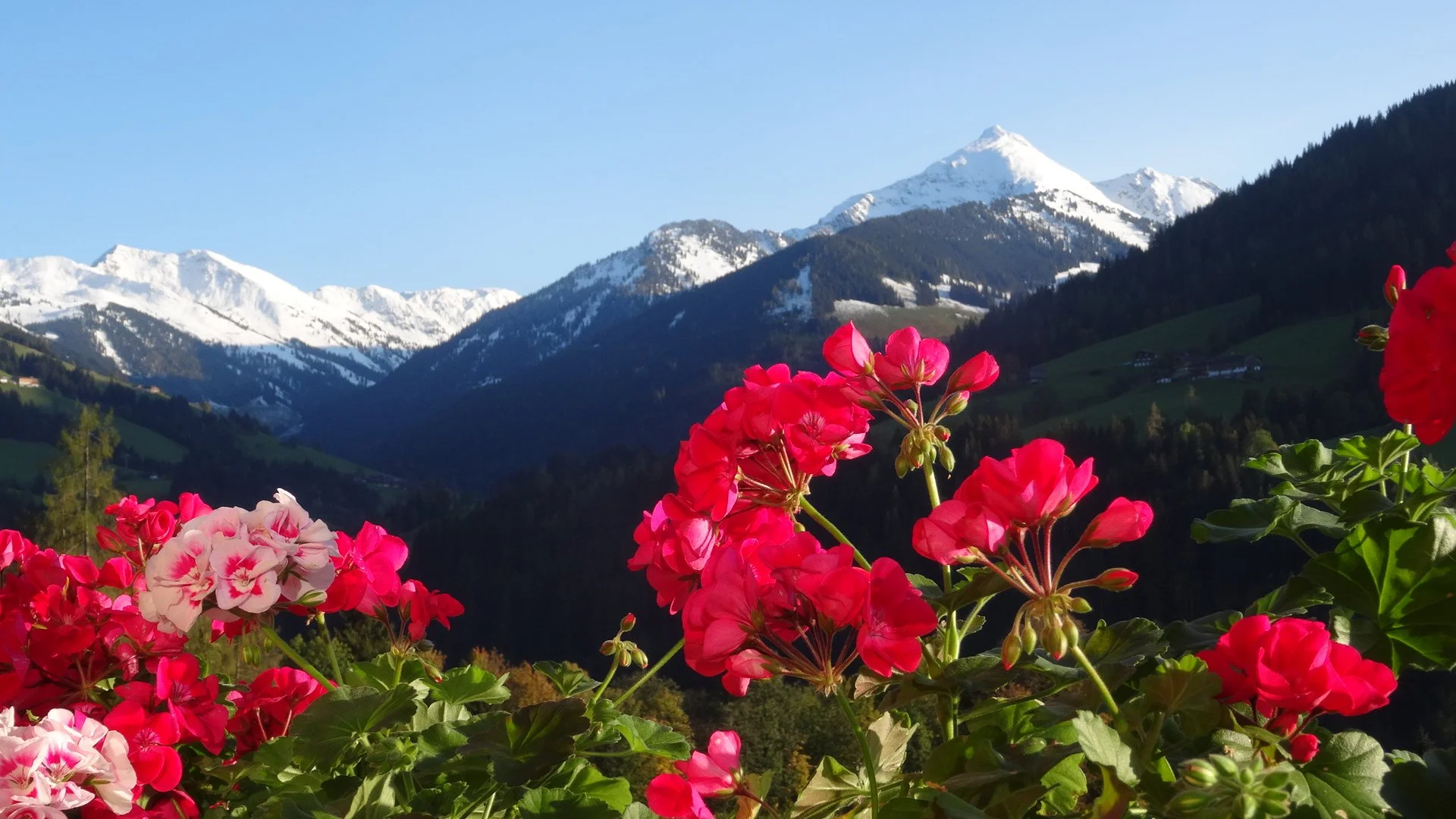 Bunte Blumen im Vordergrund mit Bergen und schneebedecktem Gipfel im Hintergrund.