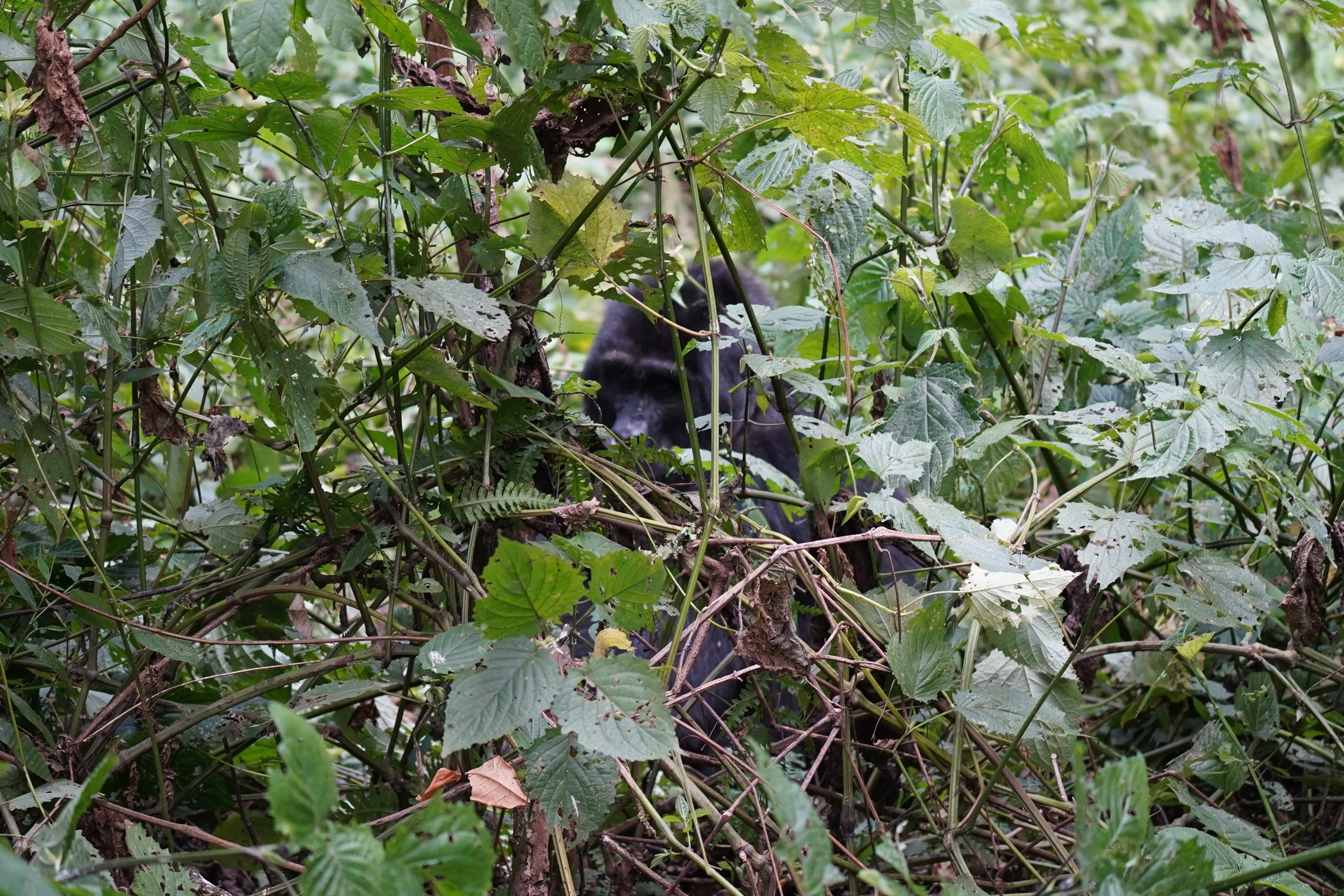 Dense bush with green leaves and some dry leaves, partially obscuring a black and white animal, possibly a dog, in a natural outdoor setting.