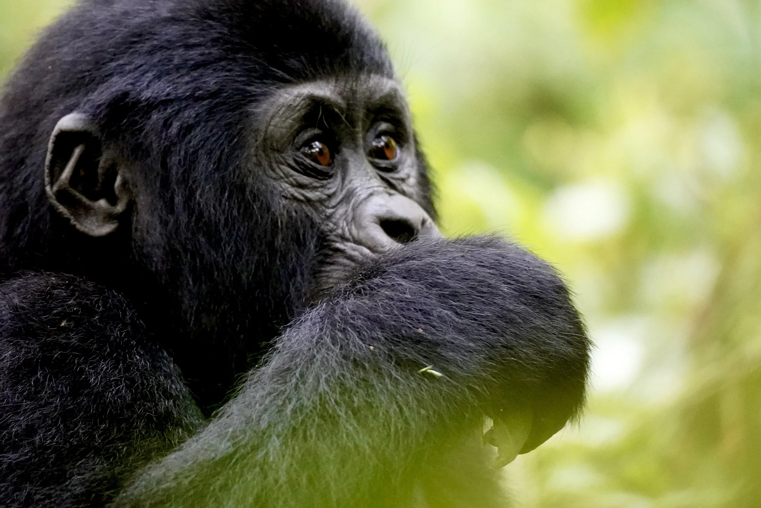 Close-up of a young gorilla with black fur, gazing thoughtfully into the distance, with a green, blurred natural background.