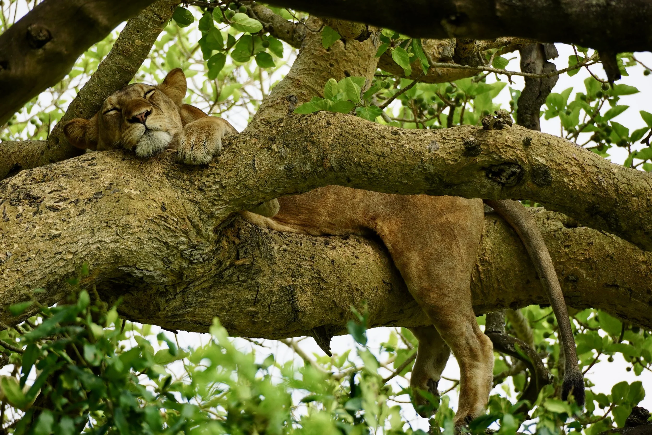 A lion lounging and sleeping on a tree branch surrounded by green leaves.
