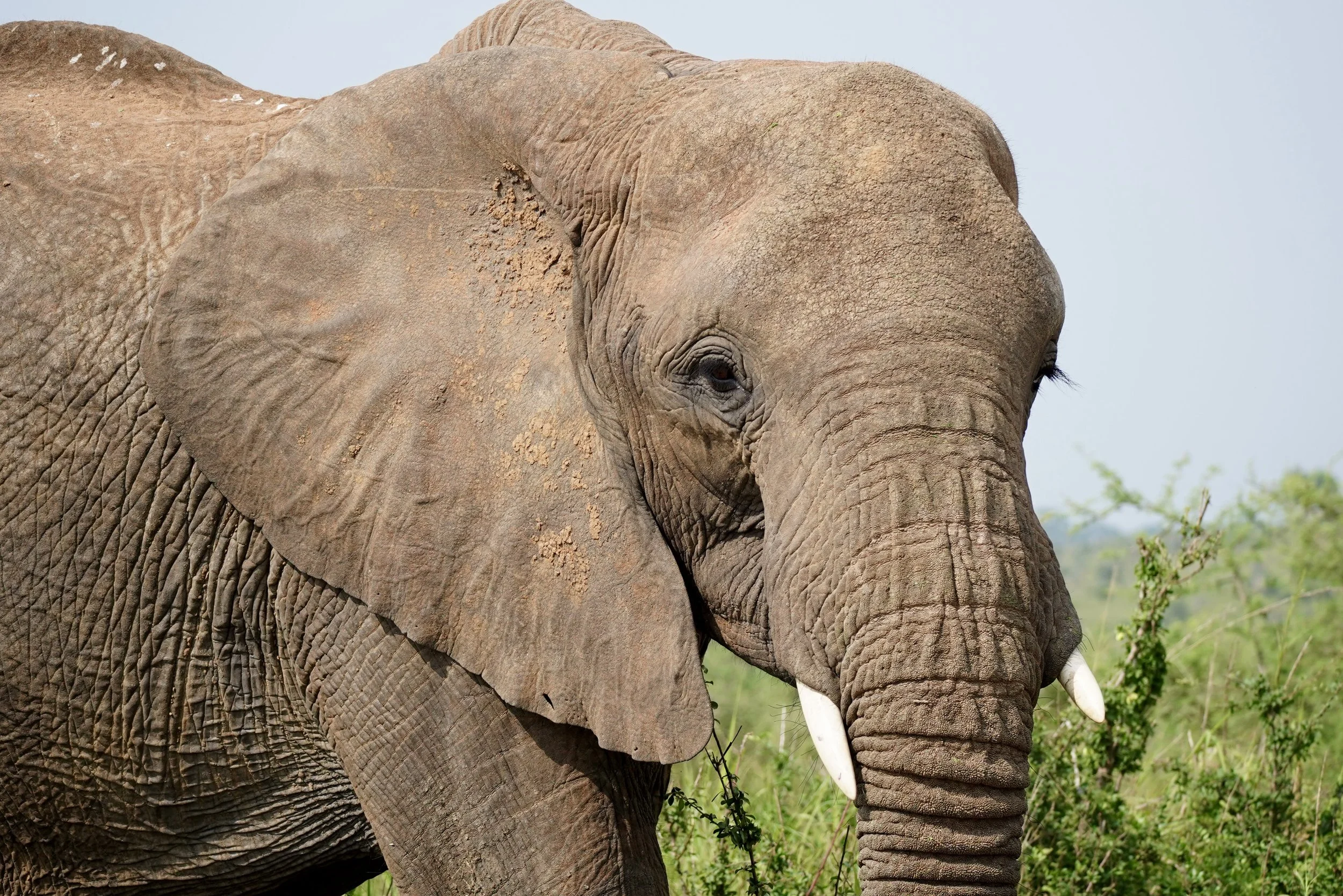 Close-up of an adult elephant's head, showing its textured gray skin, large floppy ear, eye, and long curved white tusk with greenery in the background.