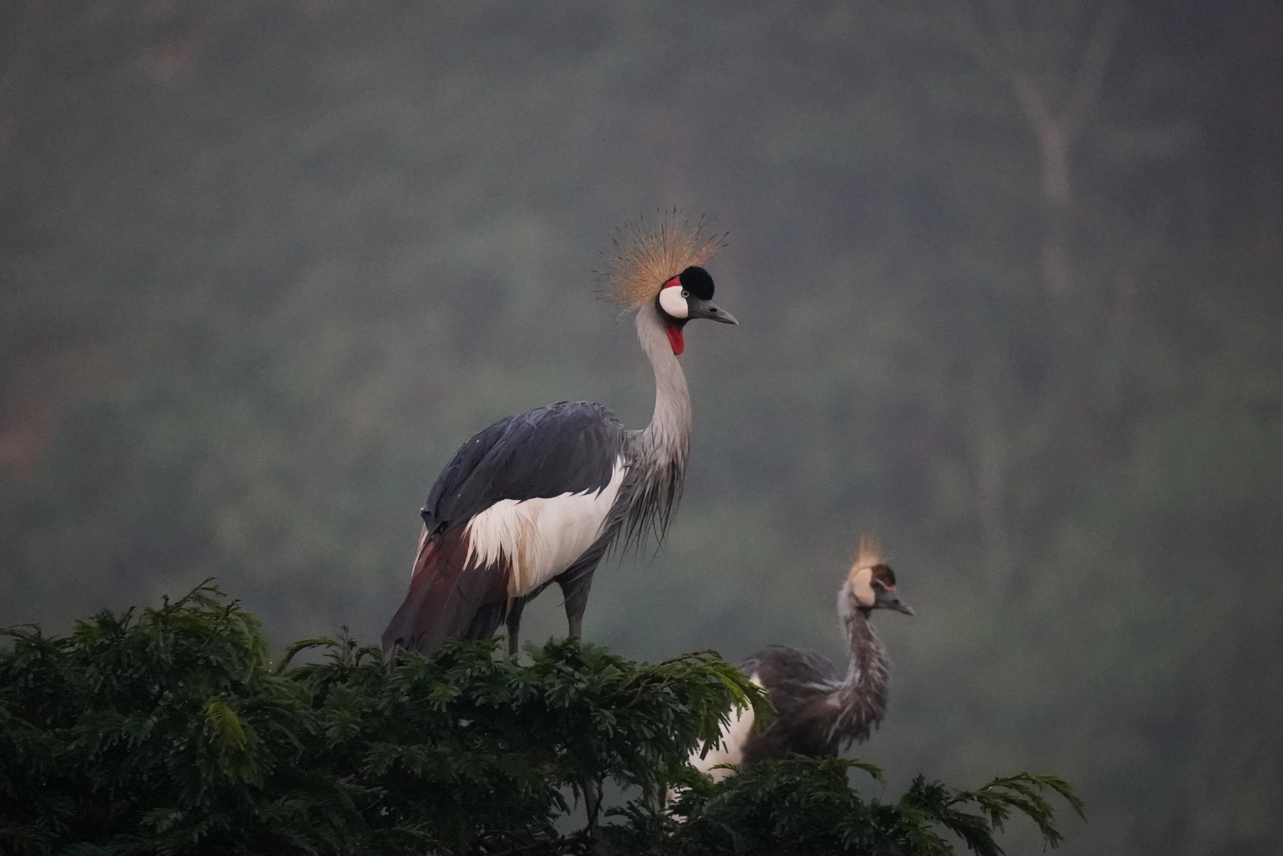 A pair of cranes perched on a tree branch with a dark cloudy sky in the background.