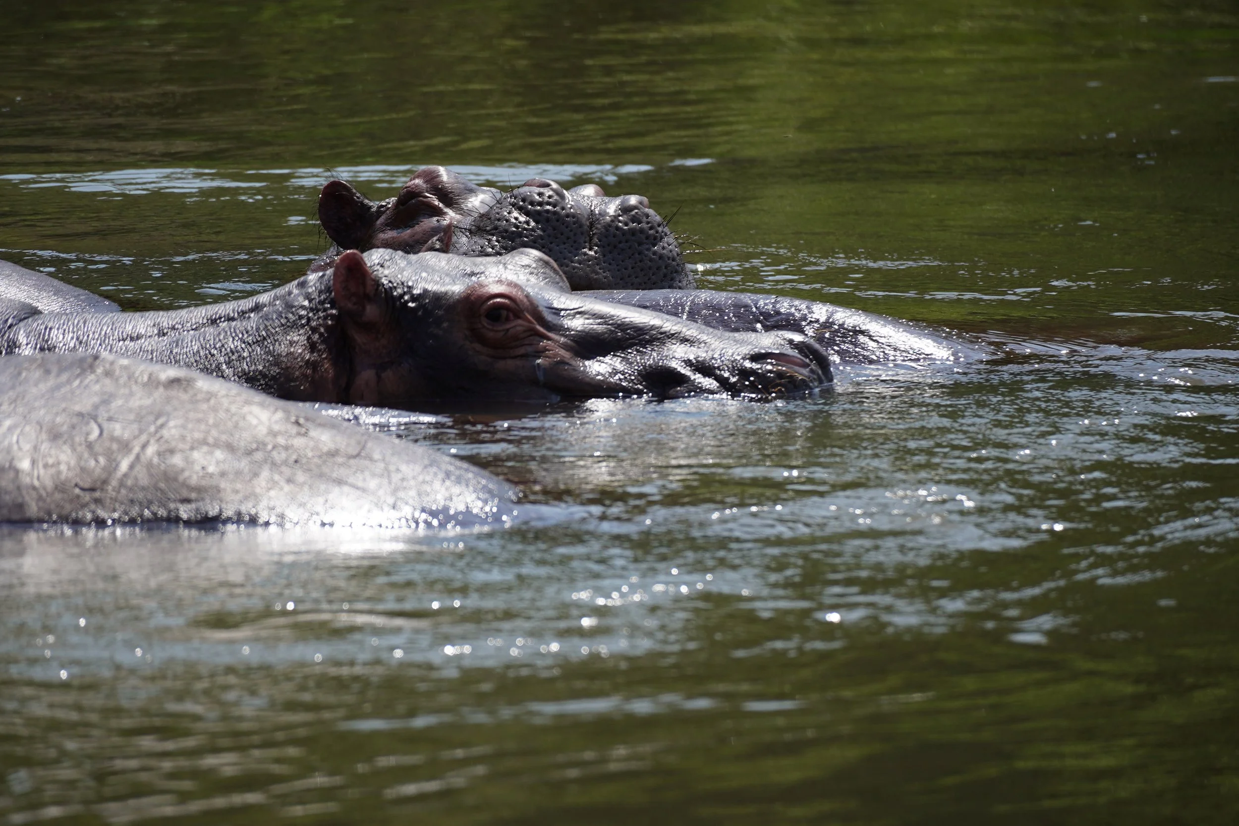 Two hippopotamuses partially submerged in water, with only their heads visible above the surface, relaxing in a natural water setting.