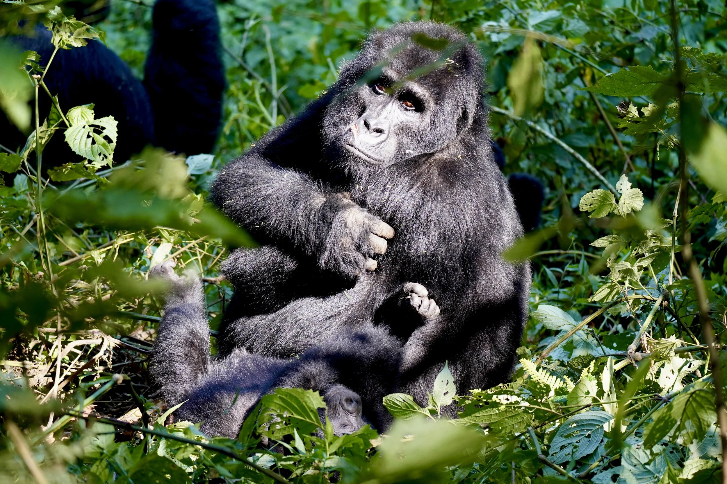 A gorilla sitting among dense jungle greenery, holding its arms crossed, with a contemplative expression.