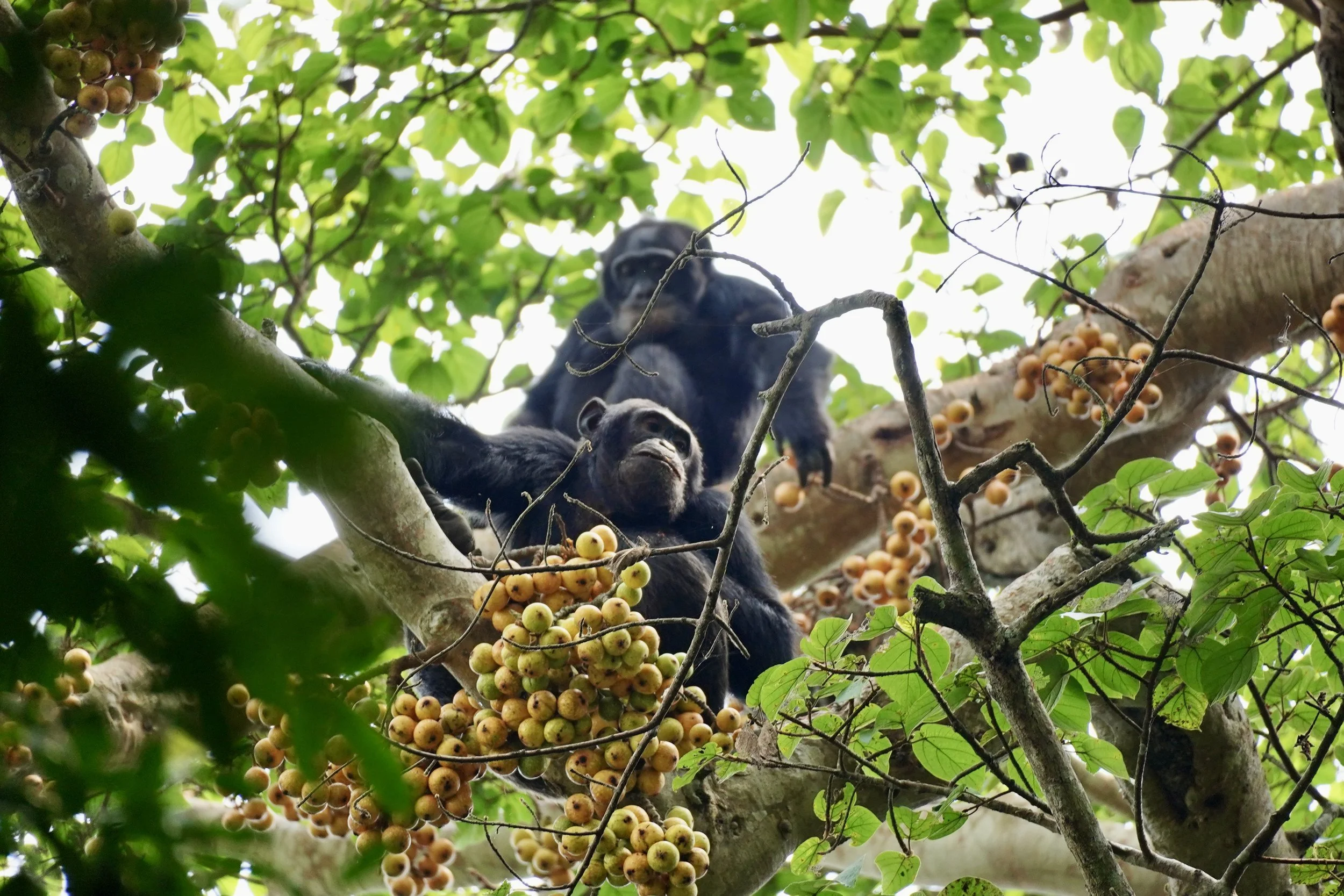 Two chimpanzees sitting on a tree branch surrounded by green leaves and clusters of yellow and green fruit.