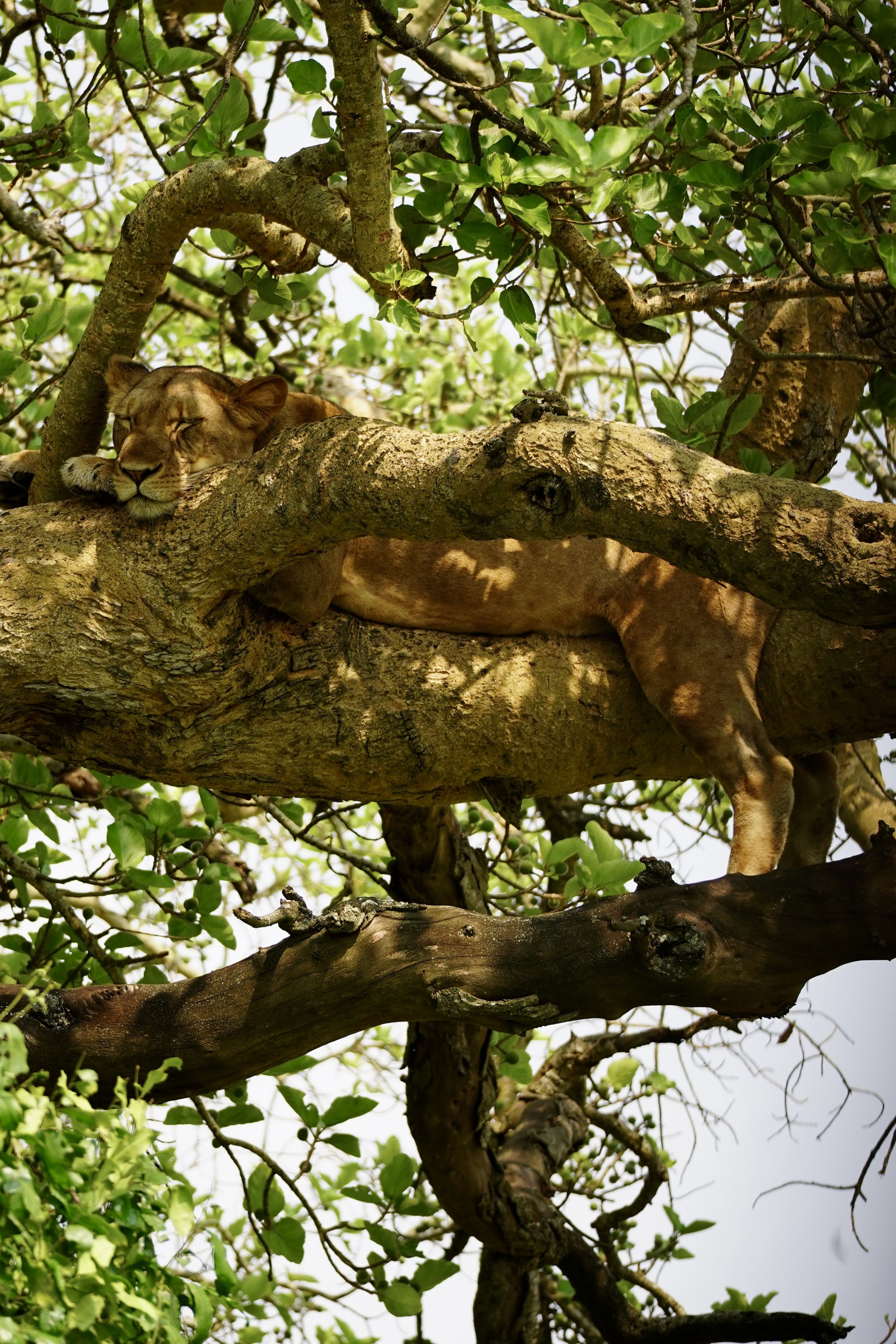 A lioness sleeping on a tree branch surrounded by green leaves.