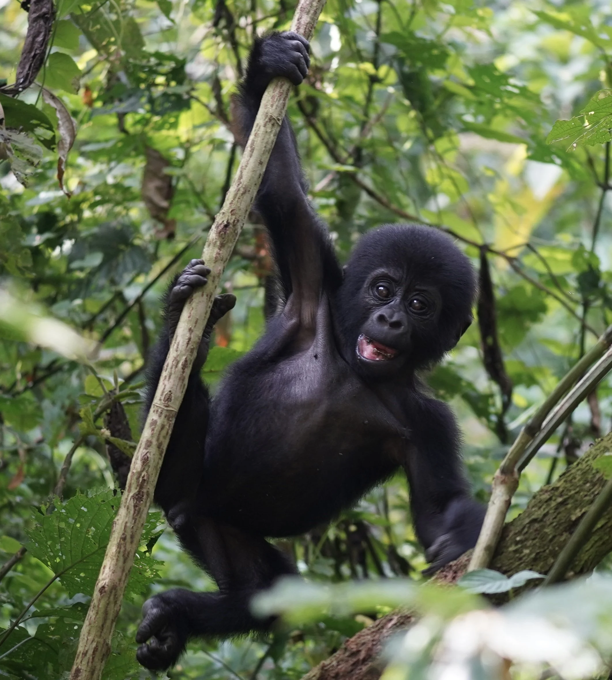 Young gorilla climbing a tree in a lush green jungle, holding onto a branch and surrounded by dense foliage.